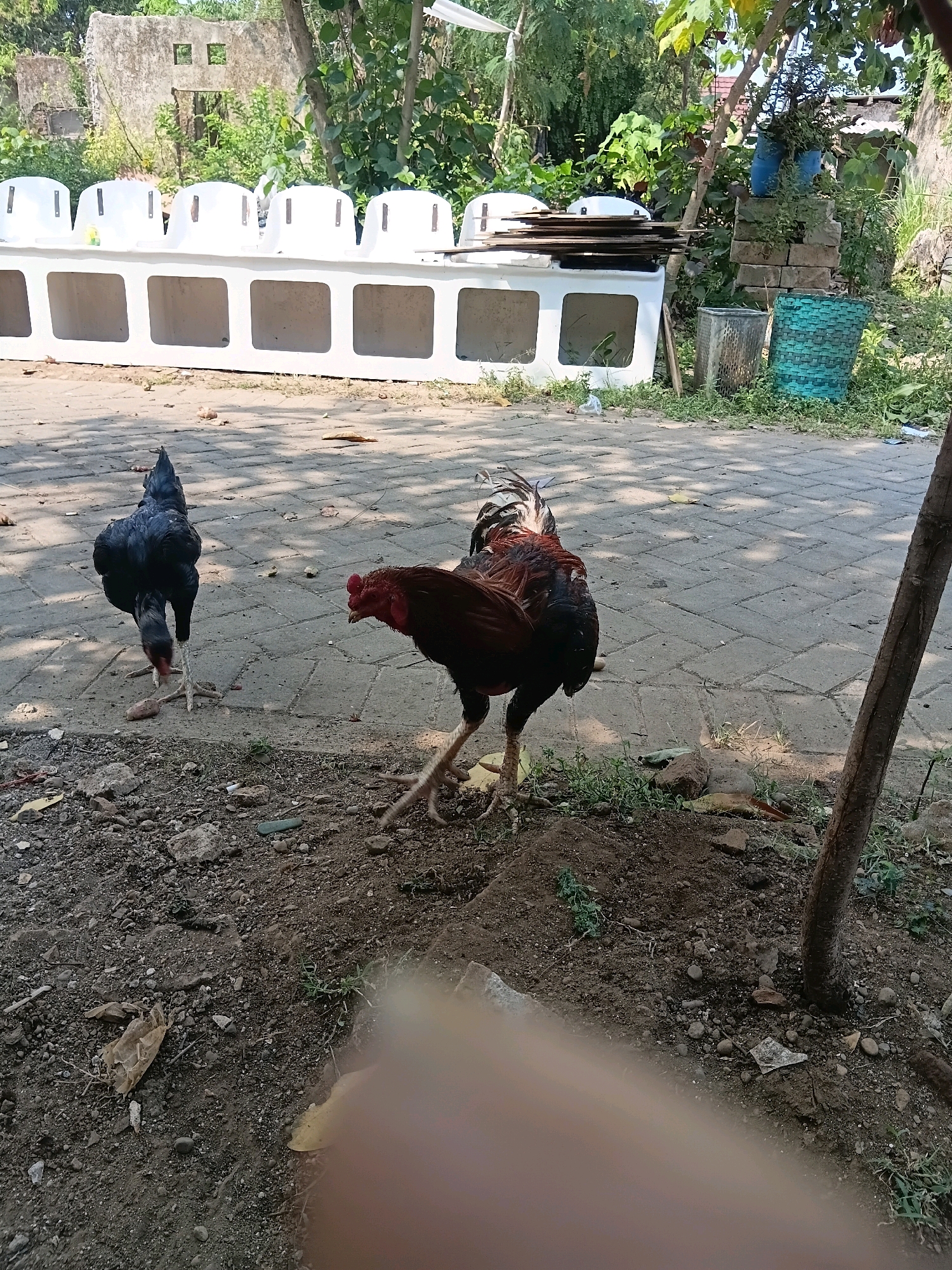 Two chickens are in the foreground of the image, a black hen and a brown and black rooster. The hen is on the left, pecking at the ground. The rooster is on the right, facing left with its head turned to the side. Both chickens have their legs visible. Behind them, a row of white, modular structures, possibly outdoor seating or planters, is visible. In the background, there are trees and the remains of a building with square openings. The ground is paved with interlocking concrete blocks in the foreground and covered with dirt and rocks. The overall setting appears to be outdoors, possibly a yard or open area in a rural or semi-rural location in Cikal, Indonesia.