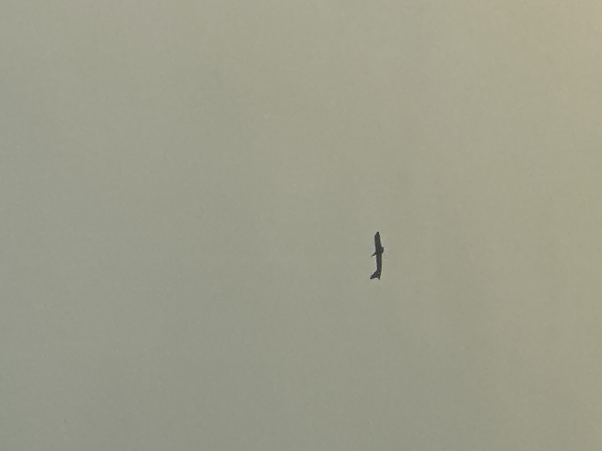 A silhouetted airplane is visible in a pale, hazy sky. The plane is flying horizontally from left to right, with its wings and tail clearly discernible. The background is a uniform, light gray, suggesting overcast conditions or dusk. There are no discernible landmarks or features in the environment to indicate the city of Boreti, Montenegro.