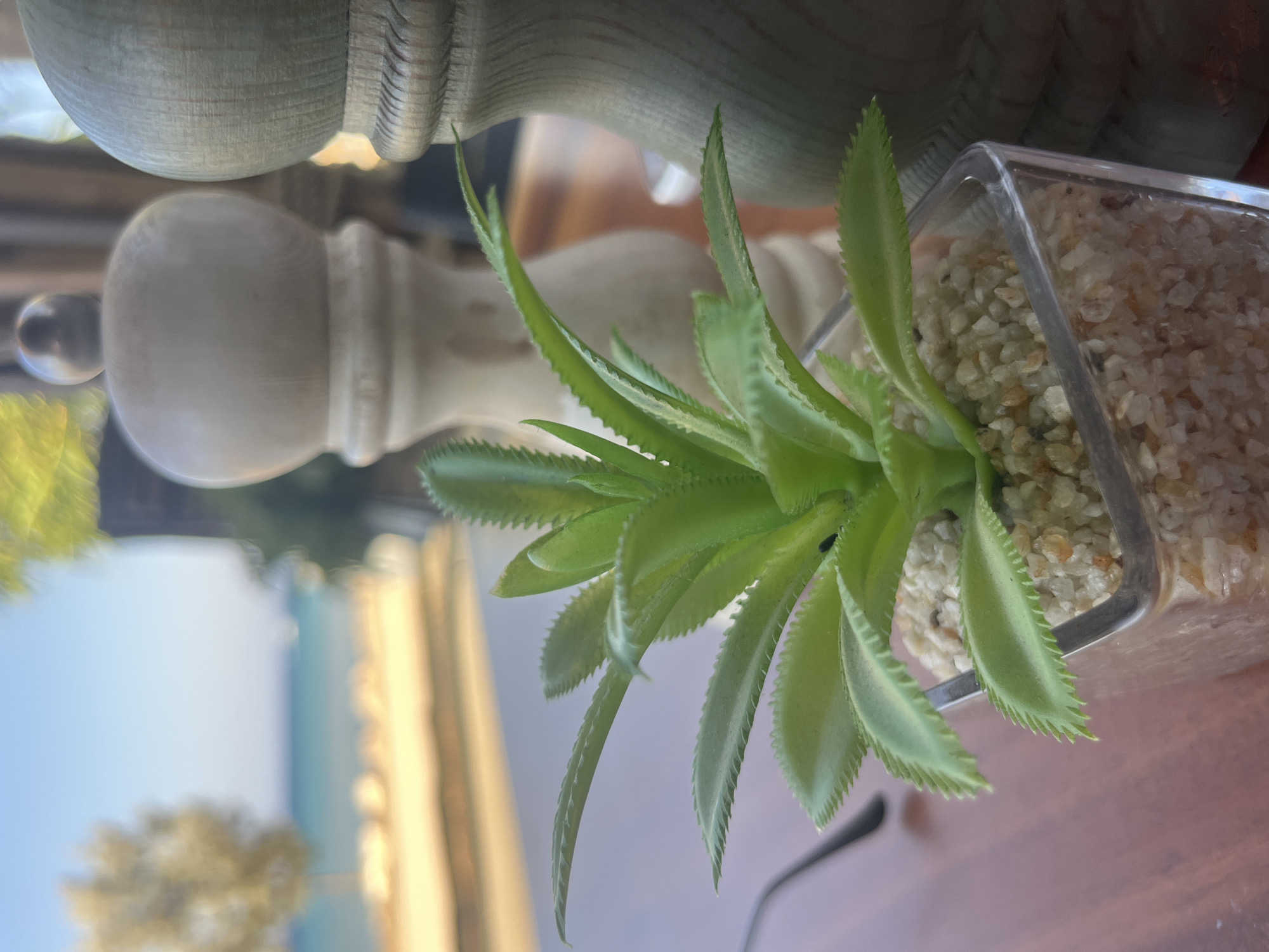 This is a close-up, eye-level, outdoor shot of a small green succulent plant in a clear glass pot filled with small pebbles. The plant is positioned in the foreground, with its spiky leaves reaching upwards and outwards. Behind the plant, two wooden salt and pepper grinders are visible, one lighter and one darker. In the background, there is a blurred view of a sandy beach, turquoise water, and a bright blue sky, suggesting a coastal setting, likely in Protaras, Cyprus. The overall lighting indicates it is daytime. The focus is sharp on the succulent and slightly blurred on the grinders and the background.