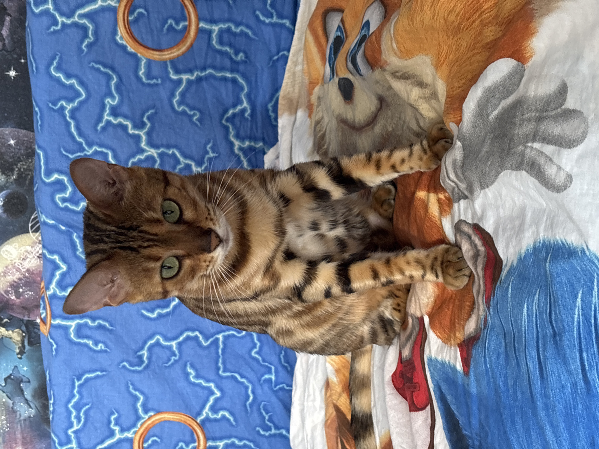 A Bengal cat with green eyes and striped fur sits on a bed. The cat is looking directly at the camera. The bed is covered with a duvet featuring a blue lightning bolt pattern and cartoon characters. The background shows a starry sky and a galaxy. The location is a domestic environment, a bedroom, in Noviy, Russia.