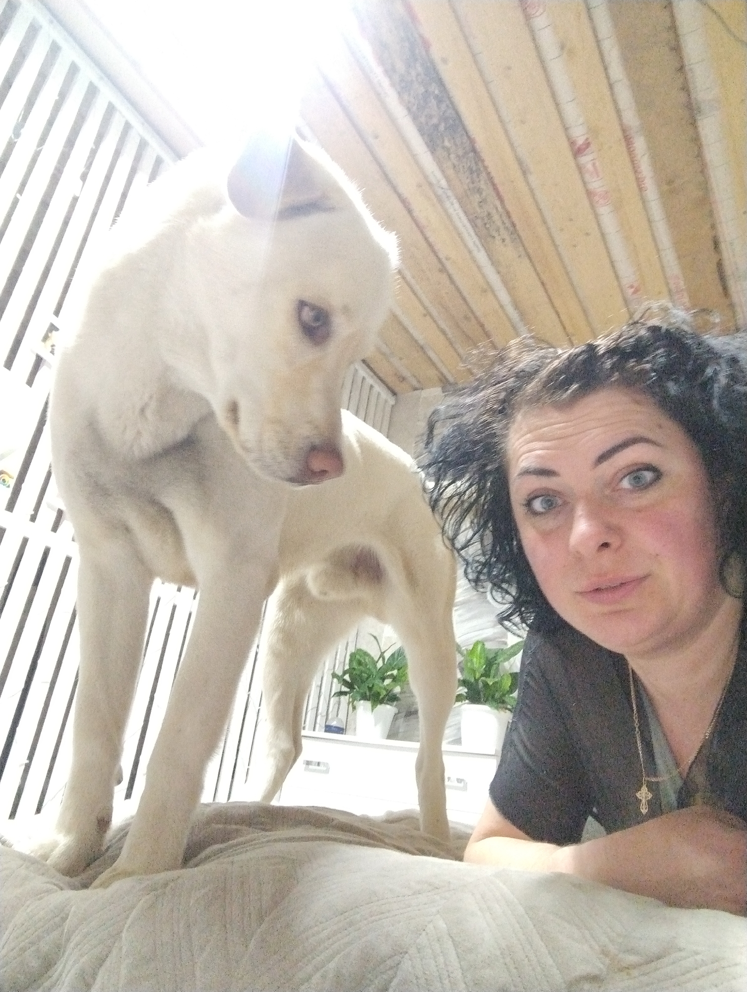 This intimate, eye-level indoor photograph captures a woman and her white dog in a domestic setting, likely in Grishanki, Russia. The woman, with dark, curly hair and striking light-colored eyes, lies in the foreground, facing the camera with a neutral, slightly questioning expression. She wears a dark top and a gold-colored chain with a small cross pendant around her neck, her forearms supporting her as she rests on a light-colored, textured blanket or duvet.
To her left, a large white-furred dog stands on the same blanket, its head tilted downwards and slightly away from the camera. Its light-colored eyes and pink nose are visible, and its upright ear is illuminated by a bright light source from the upper left of the frame, causing some overexposure.
The background reveals details of the room. To the left, a white slatted structure creates a striped pattern, possibly a window blind or decorative panel. Above the woman and behind the dog, light-colored wooden planks, likely part of a ceiling or wall, are visible, showing their grain and some faint, unreadable markings. Further back, between the dog's legs and behind the woman, several small green plants in white pots are arranged on a white surface, adding a touch of natural decor. The bright lighting suggests it could be daytime or a well-lit room. No discernible text is visible.