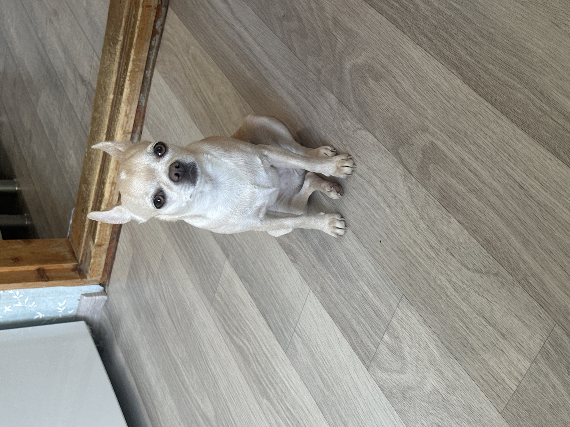 A small, light-tan Chihuahua dog is sitting on a light-colored wood-grain floor, looking directly at the camera. The dog's ears are erect, and its paws are visible. To the left, there is a light-colored wall and trim. The location is Chaikovsky, Russia.