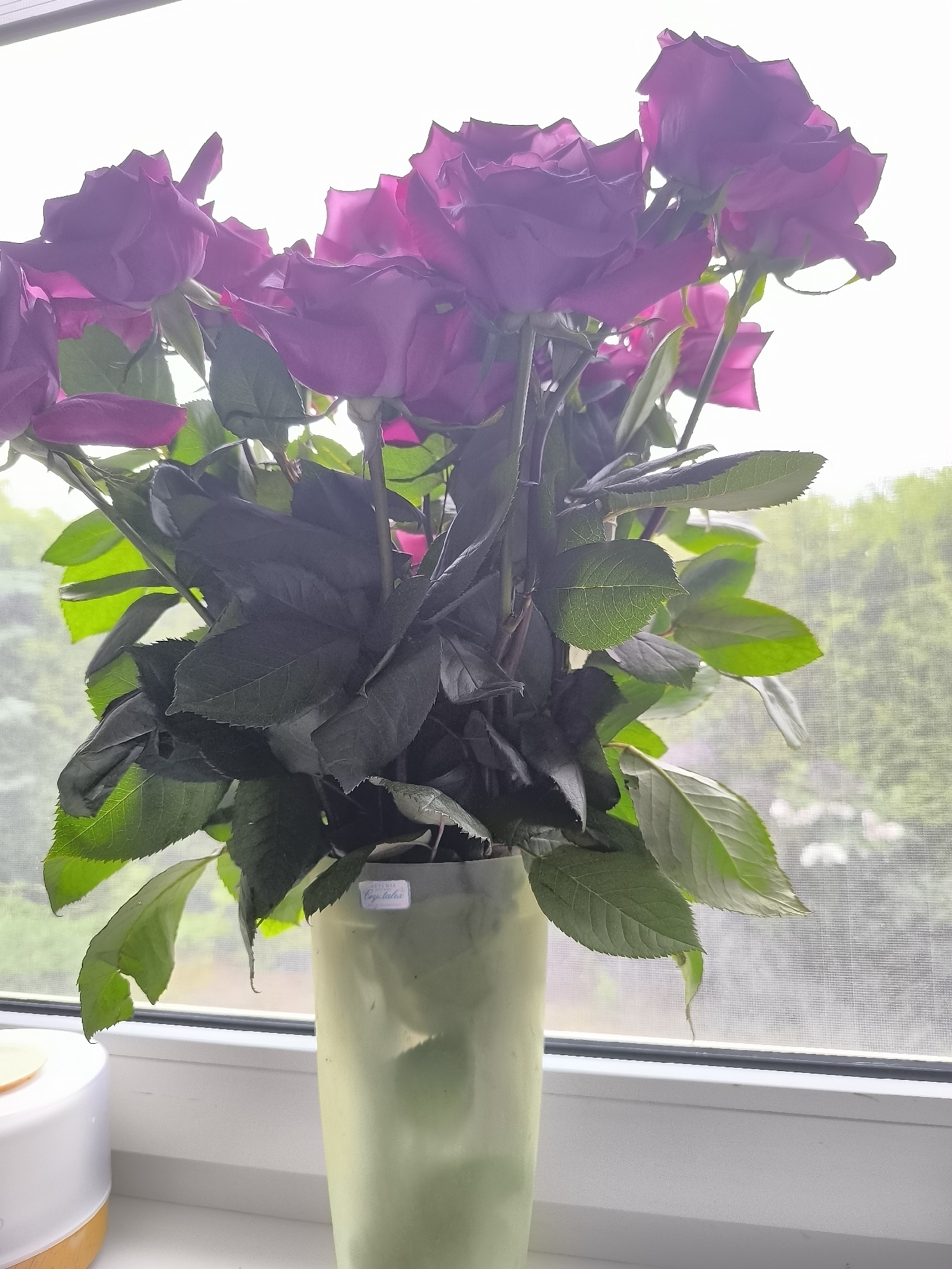 A bouquet of approximately twelve deep magenta roses is positioned in a light green, tapered cylindrical vase on a white windowsill. The roses display full blooms, with some petals appearing translucent due to strong backlighting. Dark green rose foliage is densely packed beneath the blossoms. A small white label with the text "Crystallia" is affixed to the upper exterior of the vase. To the left of the vase, a portion of a white and wood-toned cylindrical object, possibly a diffuser or humidifier, is visible on the windowsill. The bouquet is situated in front of a window covered by a gray mesh screen, through which blurred green foliage and an overcast sky are visible in the background. The scene depicts a static indoor arrangement in the city of Dercekliai, Lithuania.