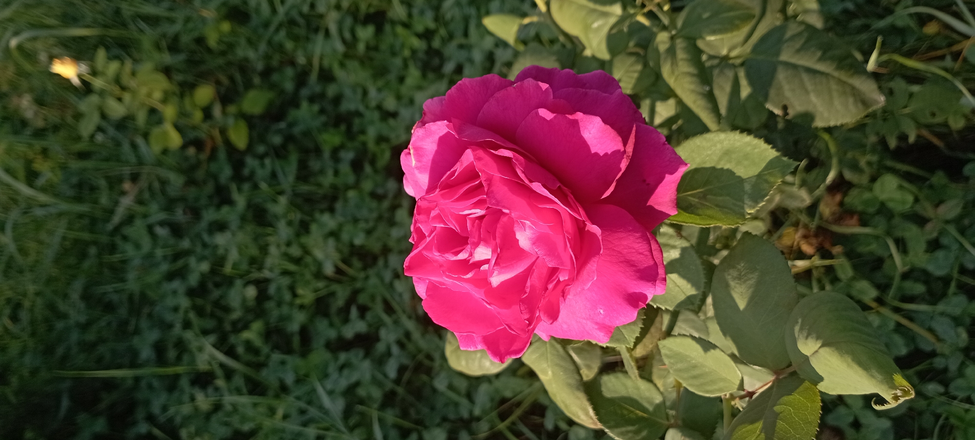 A close-up, vertical shot focuses on a vibrant pink rose in bloom, centrally positioned. The rose exhibits multiple layers of soft, unfurling petals, catching the sunlight which casts subtle shadows and highlights across its surface. Surrounding the rose are its green leaves, some casting shadows on others, with serrated edges visible on some. The background is a blur of green foliage, appearing to be a garden or natural setting with a soft, out-of-focus quality. The lighting suggests it is either early morning or late afternoon, given the directional light and the dappled shadows. The scene is serene and naturalistic, evoking a sense of botanical beauty. The provided location of Radisne, Ukraine, does not contain any specific contextual information that can be visually discerned from the image itself, beyond it being an outdoor scene. There are no people or animals present in the image.