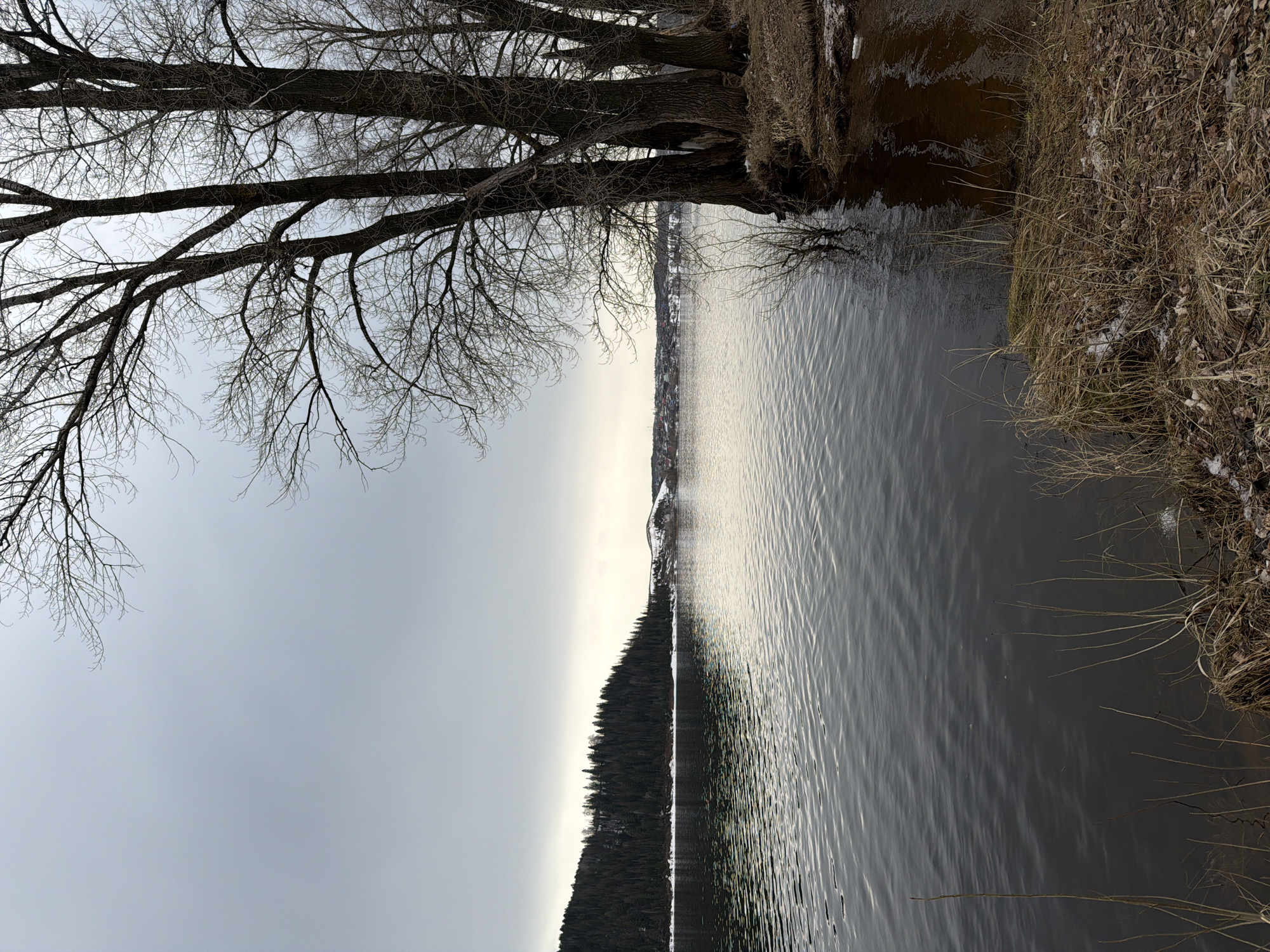 A horizontal landscape depicts a body of water, possibly a lake, under an overcast sky, taken near Noviy, Russia. The water surface is rippled, reflecting the light and the silhouettes of the distant shoreline and a line of trees. On the left, bare tree branches stretch into the sky. The near bank is covered in dry vegetation and patches of snow. The location near Noviy is suggested by the distant landscape, including the treeline, which could be consistent with the Russian topography of that area. No people are visible in the frame.
