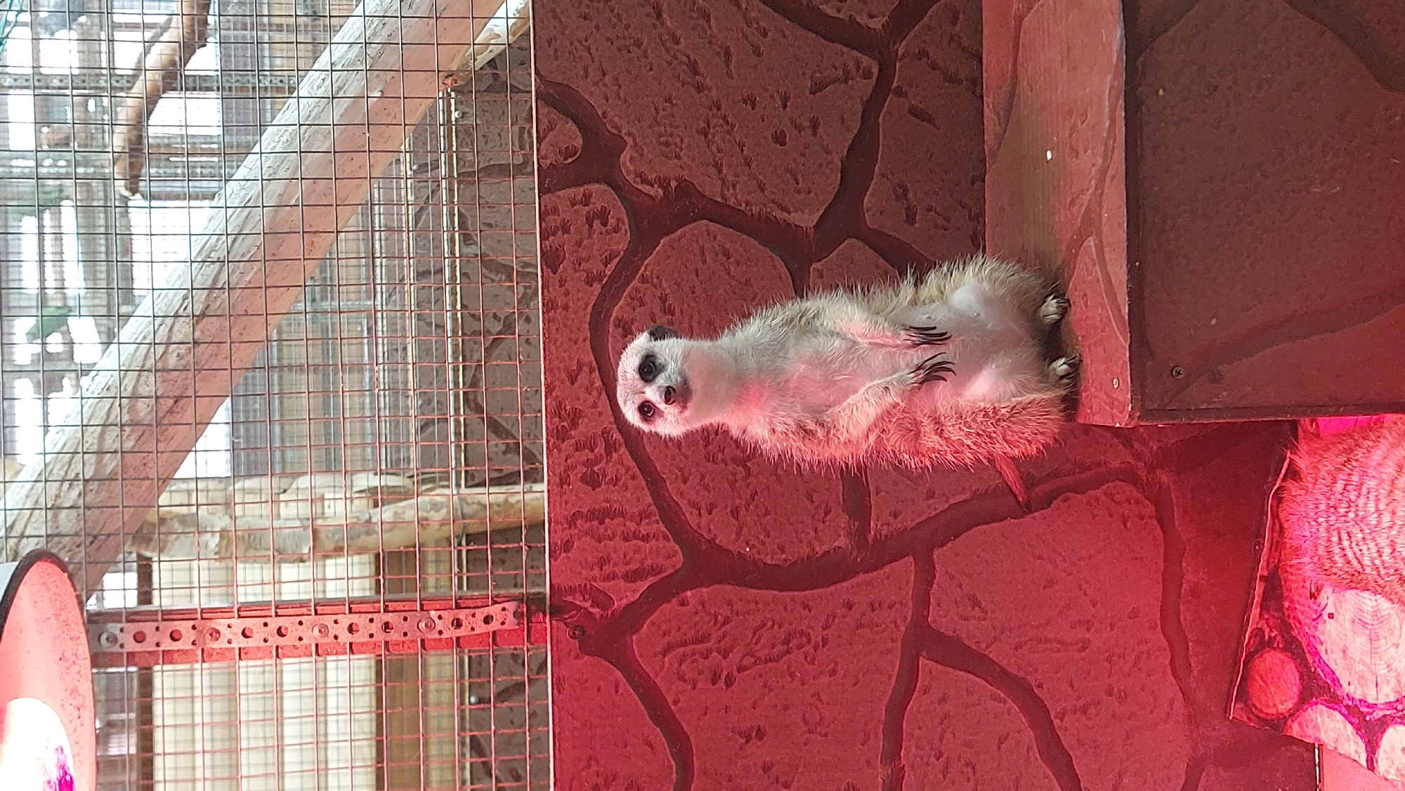 A meerkat stands upright on a reddish-brown surface, its front paws clasped together. The meerkat has light-colored fur with darker markings around its eyes and ears, and a bushy tail. It is illuminated by red light, casting a warm glow on its surroundings. Behind the meerkat, a textured reddish-brown wall with darker, vein-like patterns serves as a backdrop. Above this, a wire mesh enclosure is visible, with wooden beams and branches forming part of its structure. The overall environment appears to be an indoor enclosure, possibly in a zoo or animal sanctuary, with a heat lamp visible in the upper left corner. The scene does not provide any information about its specific location in Yelizovo, Russia.