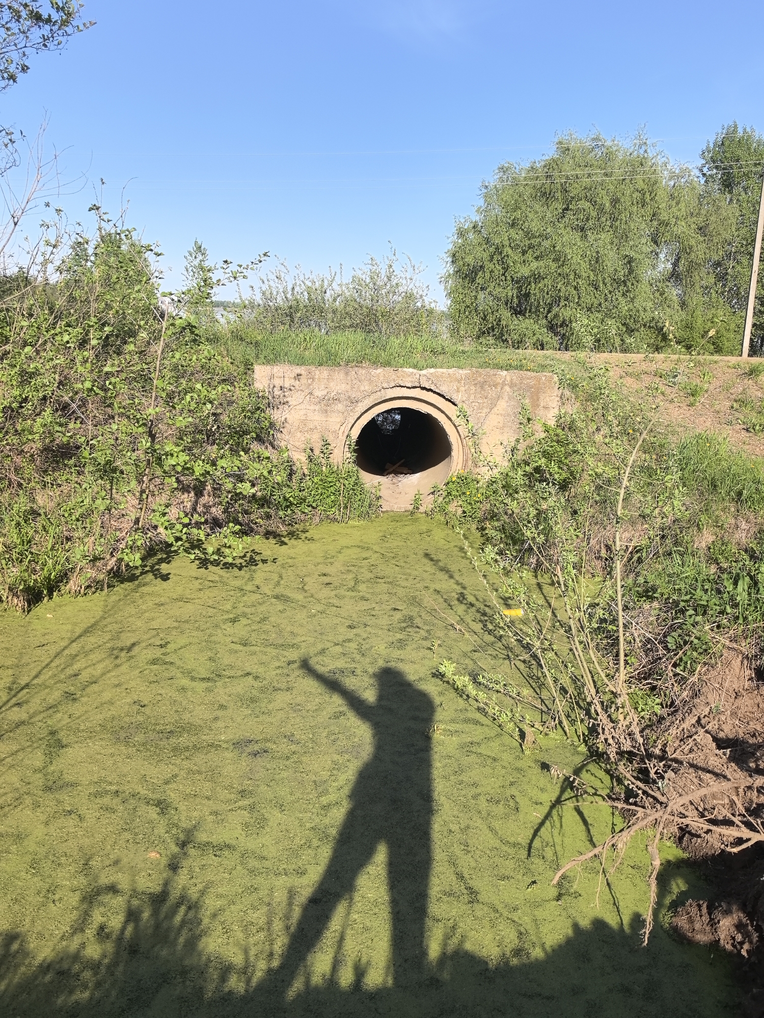 A concrete culvert sits under an embankment, channeling water covered in green algae. The sky is a clear blue, and the environment is overgrown with grass and trees. A person's shadow is cast on the algae-covered water, with one arm raised. The location is in the city of Noviy, Russia. Exposed tree roots are visible on the right side of the image.