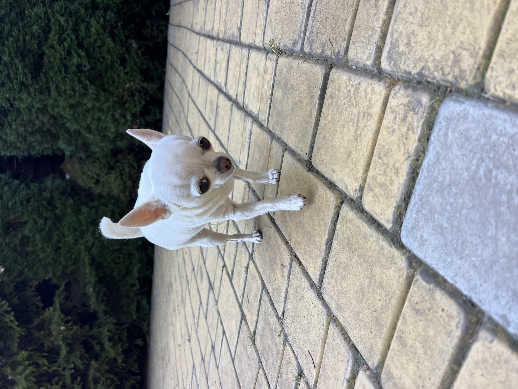 A small, white chihuahua dog with large, dark eyes and prominent ears stands on a paved patio in an outdoor setting. The patio is made of rectangular, light yellow and greyish-blue interlocking stones. The dog is facing forward and slightly to the left, with its head tilted down as if looking at the ground. Its body is lean and its tail is held upright and curled over its back. In the background, dark green, dense shrubbery or trees form a backdrop, suggesting a garden or yard. The lighting indicates it is daytime, possibly late afternoon due to the slight shadows. The image is captured from a low angle, emphasizing the dog's size relative to the patio. There is no indication of the city of Fontanka, Ukraine, within the image itself.