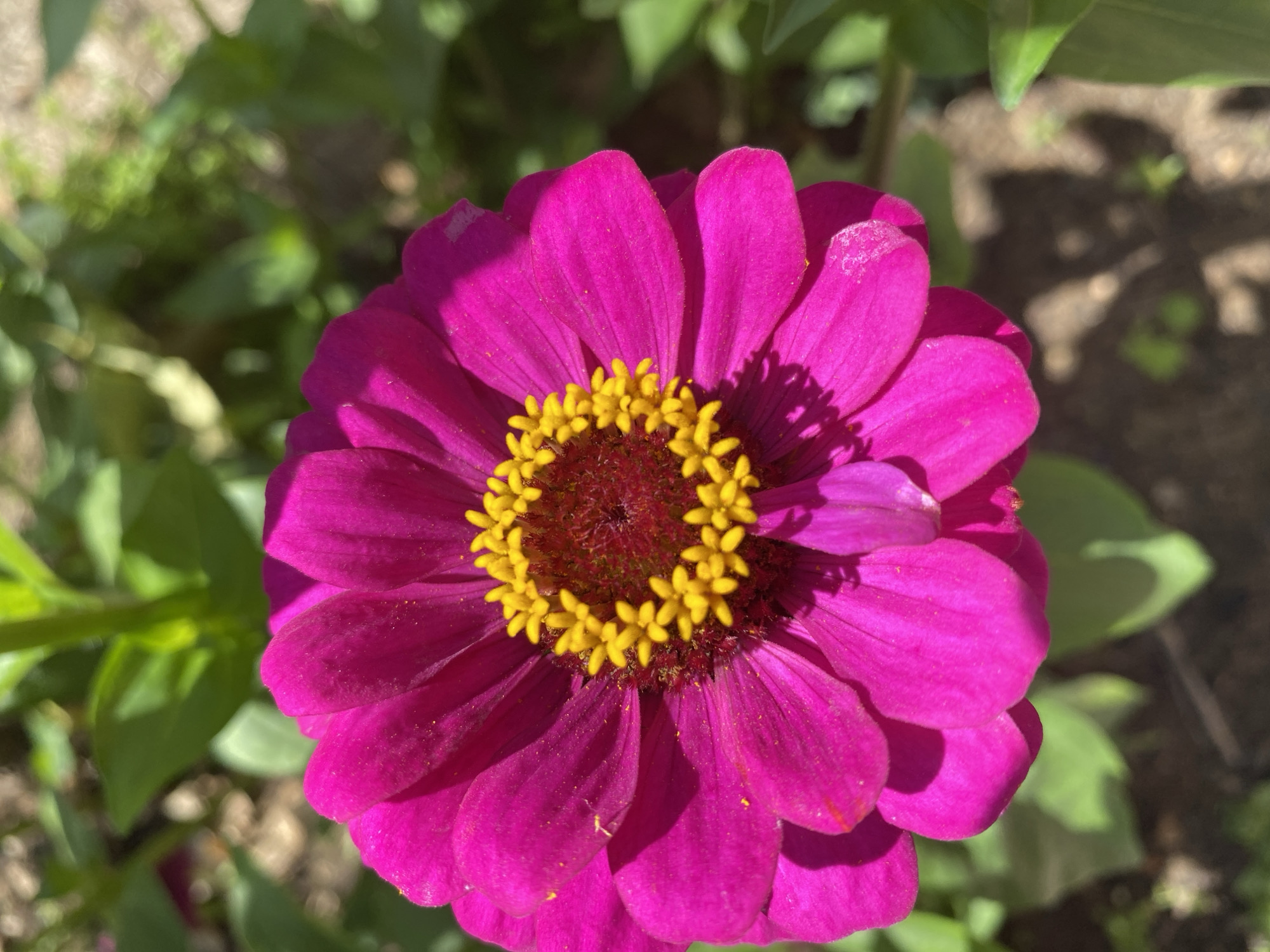 A close-up, high-angle shot captures a vibrant magenta zinnia flower in full bloom. The flower dominates the frame, with its numerous petals radiating outwards from a central disc. The disc itself is a deep red, with bright yellow stamens forming a ring around its edge. Scattered pollen dusts the petals. The background is softly blurred, showing green foliage and dark soil, suggesting an outdoor garden setting in Зимородок Днп, Russia. The lighting indicates it is daytime, with sunlight casting shadows on the petals and the ground.