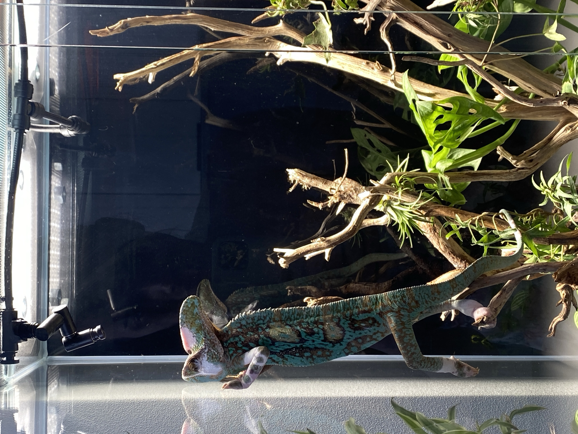 The image shows a chameleon climbing on branches inside a terrarium. The chameleon has a green and blue patterned body and is holding onto a branch with its feet. There are several dry branches and green leaves inside the terrarium. The background is dark, with reflections visible on the glass. There are no people or identifiable landmarks in the image. The location of Dinskaya, Russia is not depicted in this image.