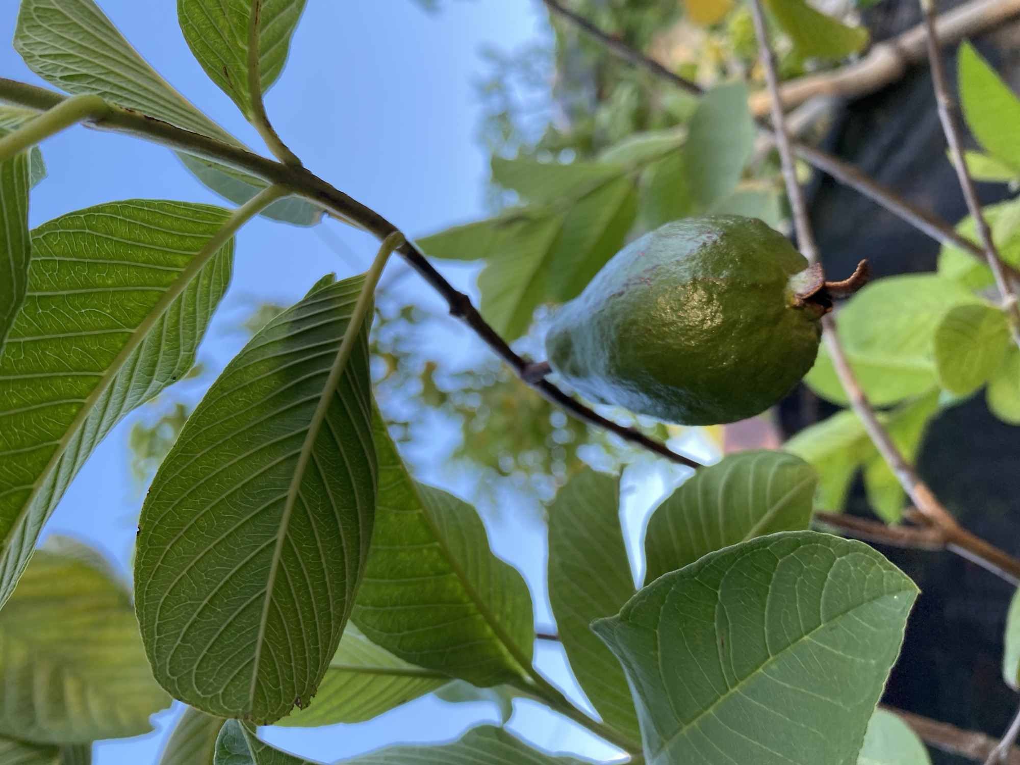 A green guava fruit hangs from a branch, surrounded by lush green leaves. The background shows a clear blue sky and blurred foliage, suggesting an outdoor setting, likely in Banda Aceh, Indonesia. The image is a close-up shot, focusing on the texture and detail of the fruit and leaves.