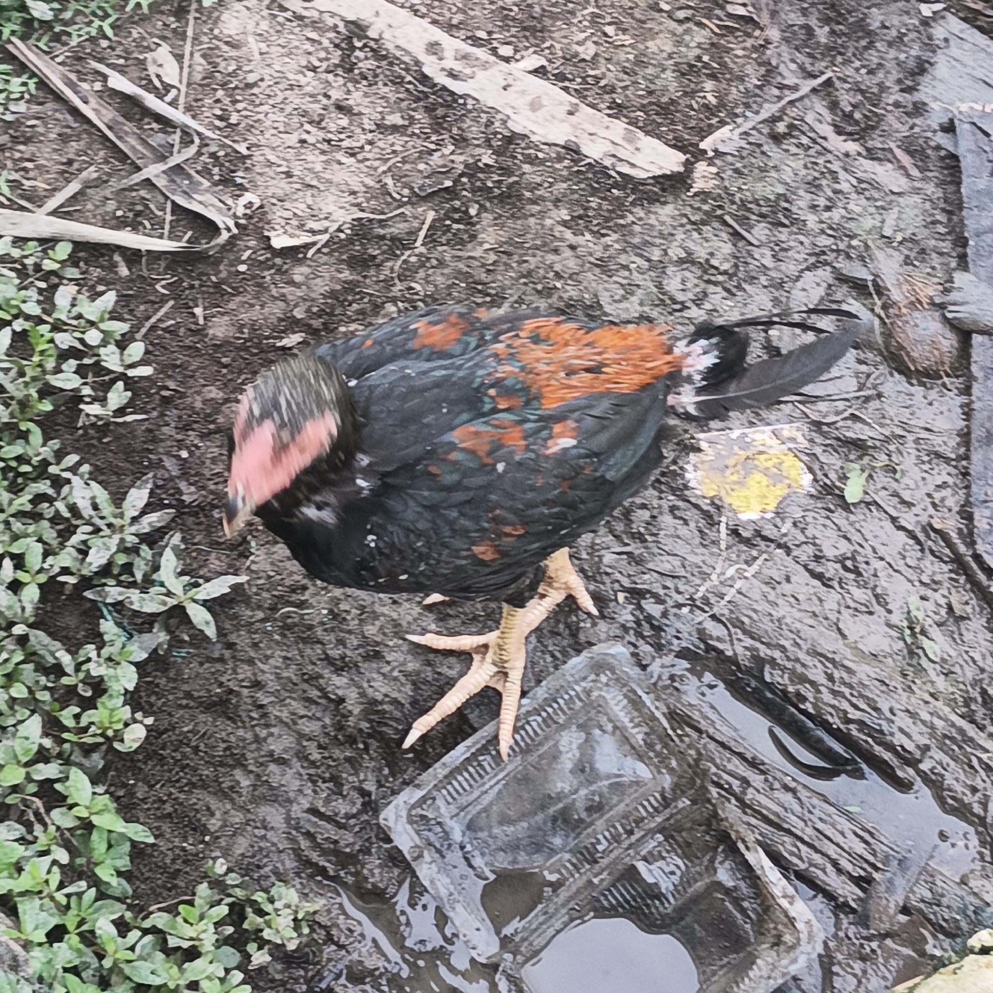 A chicken with black and orange plumage stands on muddy ground in Sungai Rasau, Indonesia. The chicken is facing left, with its head lowered. Its feet are visible, and its claws are sharp. The ground is wet and appears to be covered in debris, including leaves and twigs. There is a clear plastic container on the ground near the chicken's feet, and a puddle of water is visible to the right of the container. Green vegetation is growing on the left side of the image.