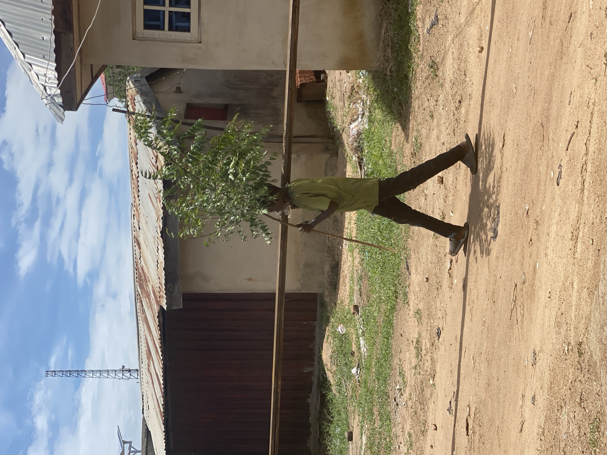The image captures an outdoor scene in Adankolo, Nigeria, featuring a man walking on a dirt path under bright daylight. The man, wearing a light green shirt and dark trousers, is the central subject, carrying a leafy tree sapling on his left shoulder. He also holds a thin wooden stick in his right hand, possibly for support or balance.
The setting is characterized by a wide, unpaved dirt path that dominates the foreground, with scattered debris like plastic and paper visible on the ground. Patches of green grass grow along the edges of the path. Buildings line both sides of the path; these structures are made of concrete or cinder blocks, some featuring corrugated metal roofs, which show signs of age with rust. One building has a distinct white-framed window with grilles, and another section displays a small red window or opening. A horizontal metal bar spans across the frame, potentially part of a fence or structural support.
The background reveals a partly cloudy blue sky, against which a tall, lattice-structured communication tower stands prominently. The strong shadows cast on the ground indicate it is likely midday or early afternoon. The activity depicted is the purposeful transport of a tree sapling, suggesting work related to agriculture, re-forestation, or landscaping. No discernible text is visible in the image.