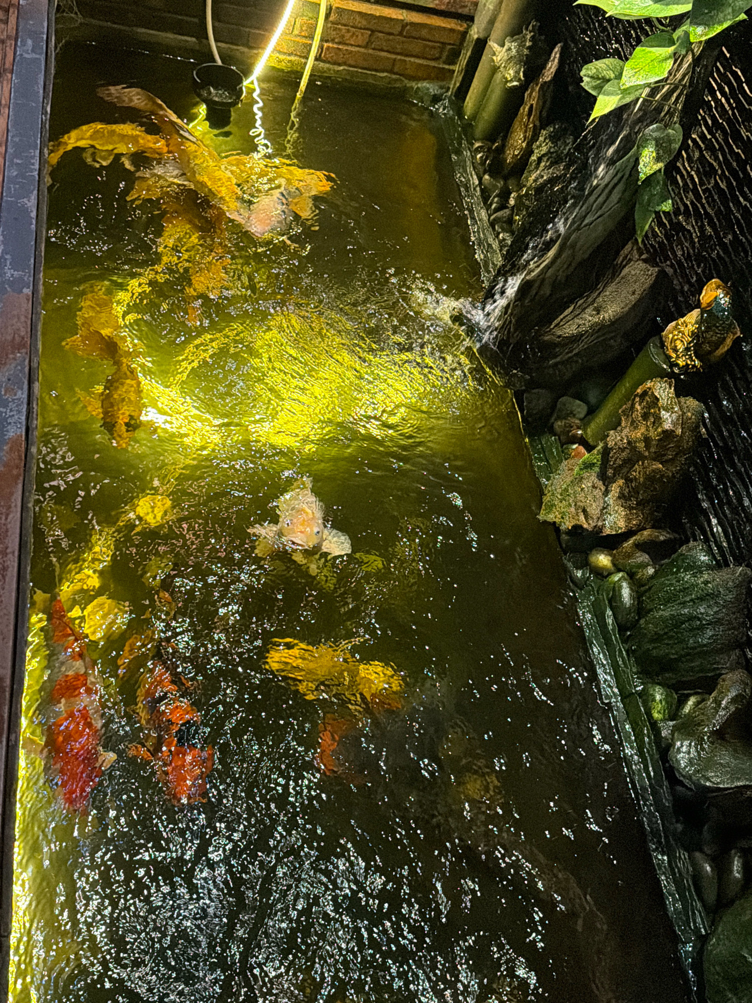 This image shows a koi pond in Phú Quốc, Vietnam. The pond is illuminated by an artificial light, giving the water a bright yellow-green hue. Several koi fish are visible swimming in the pond. Some of the fish are golden or orange, while others have black and white markings. The pond's edge is lined with rocks and some foliage. A small waterfall feature is present on the right side of the image, with water cascading over the rocks. A light fixture hangs above the pond, attached to a wire. The scene appears to be an outdoor setting, likely part of a garden or decorative water feature.