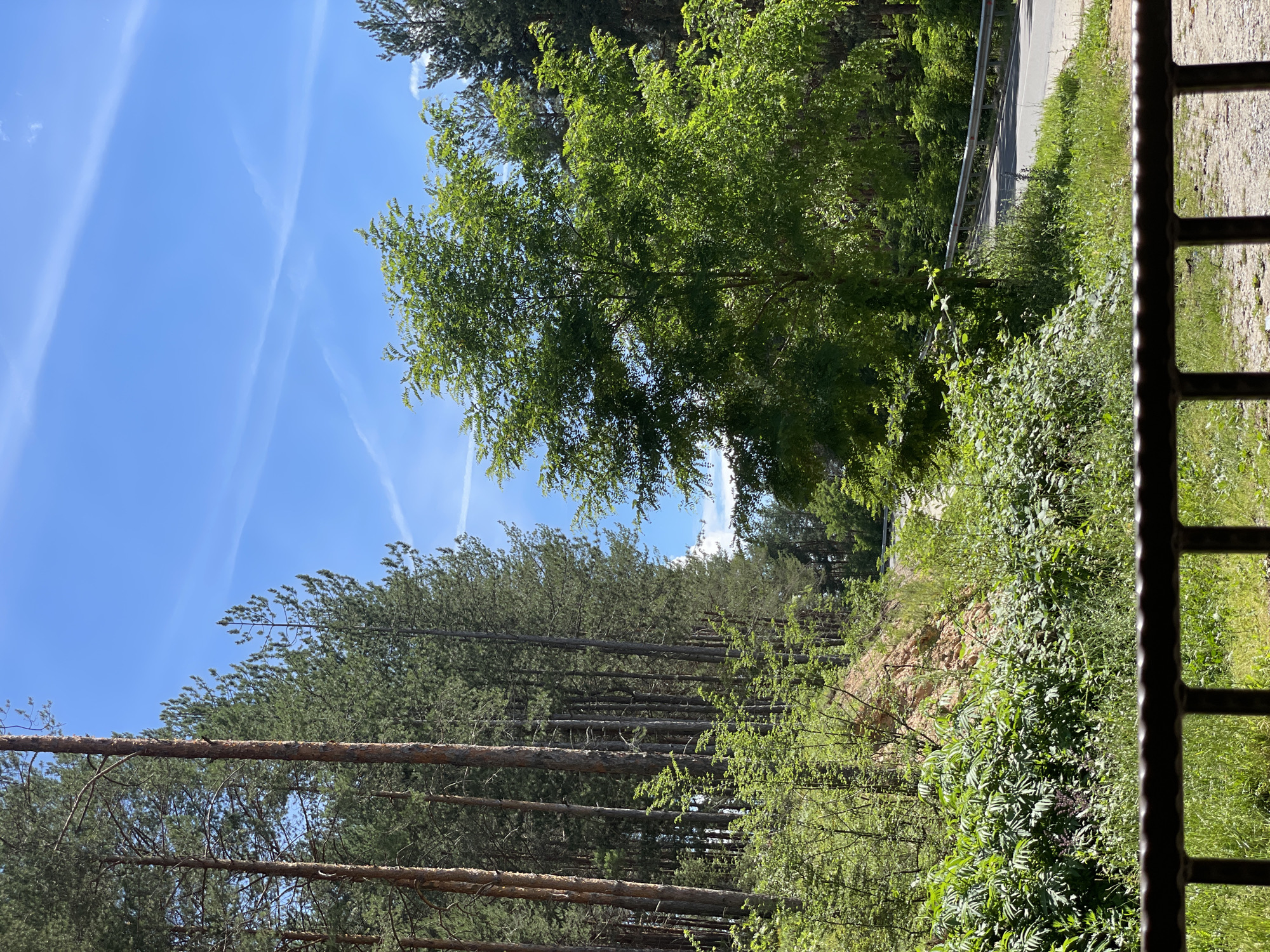 This is a landscape photograph taken on a sunny day. In the foreground, there is a dark metal railing, suggesting a vantage point such as a balcony or a fence. Beyond the railing is a grassy area and a gravel path.
The midground is dominated by lush green foliage and trees. To the left, a dense forest of tall pine trees with textured, reddish-brown bark stretches upwards. To the right of the pine forest, a winding asphalt road is visible, bordered by a silver metal guardrail. A large, leafy green tree stands prominently in the middle of the scene, its branches reaching out.
In the background, more trees create a dense forest canopy. The sky above is a clear, bright blue, with a few wispy white clouds and faint contrails. The overall impression is one of a natural, slightly wild environment, likely on the outskirts of a populated area, given the presence of the road and guardrail.
The image was captured in Valkosel, Bulgaria.