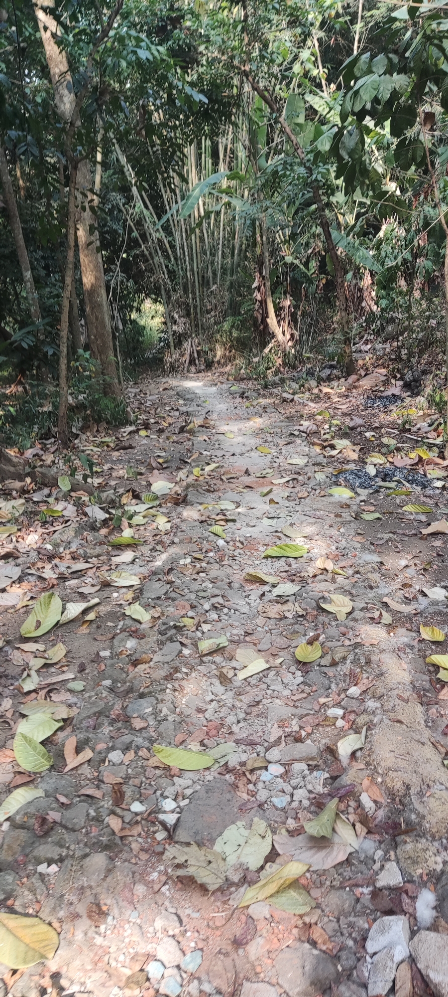 A path, strewn with fallen leaves and small rocks, winds through a wooded area in Panongan, Indonesia. The path is made of dirt and gravel, with some larger stones visible. Sunlight filters through the dense canopy of trees, creating dappled light on the path. To the left of the path, there are several tall trees with rough bark. To the right, the trees are more closely packed, with some bamboo stalks visible in the background. The overall impression is one of a natural, slightly overgrown trail, likely used for walking or hiking.