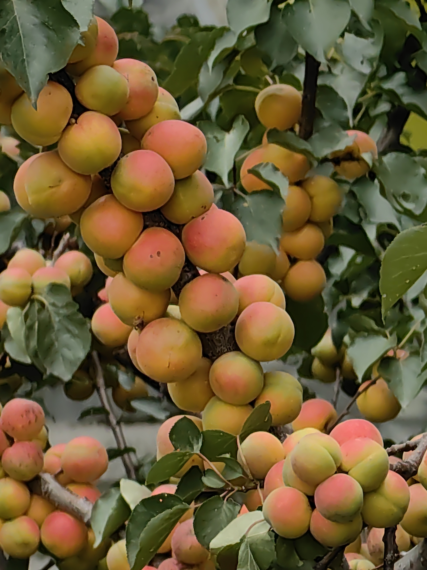 This is a medium-shot, vertical, outdoor photograph of a cluster of ripe apricots growing on a tree branch. The apricots vary in color from yellow to orange-red, with some showing a blush of pink. They are round and plump, with a visible seam running down one side. The fruits are densely packed on the branch, with some overlapping. Green leaves from the apricot tree are visible throughout the image, framing the fruit and providing a natural backdrop. The background is softly blurred, suggesting a shallow depth of field and focusing attention on the apricots. The lighting appears to be natural daylight, creating soft shadows and highlighting the texture of the fruit. The overall impression is one of abundance and natural ripeness.