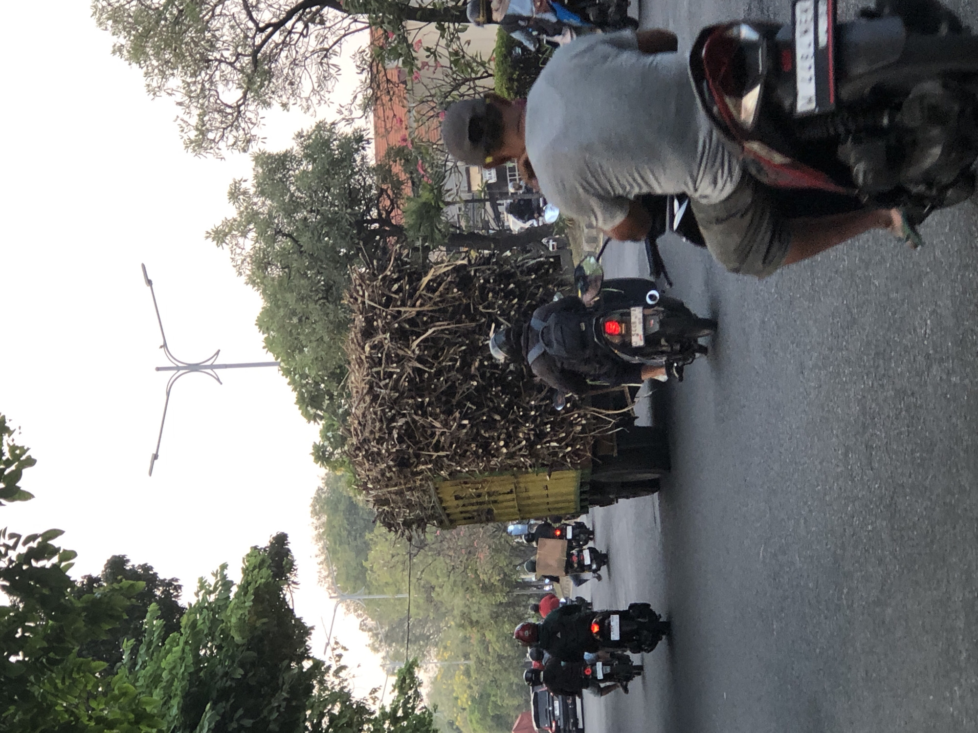 The image captures a street scene in Sumorame, Indonesia, featuring a heavily laden truck transporting sugarcane stalks. The truck, predominantly yellow with green accents, is a central element, its cargo of dry, brown stalks extending far beyond its bed. Several motorcyclists are present, navigating the road around the truck.
In the foreground, a person on a scooter, seen from behind, wears a grey t-shirt and dark shorts, their legs visible and clad in flip-flops. The scooter has a license plate that reads "W 4494 NFX". To the left, another scooter rider is visible from behind, wearing a black jacket and helmet, with a backpack. Further back, multiple other scooters are on the road, some with passengers. A black SUV is partially visible on the left side of the frame.
The environment includes trees lining the road, with dense green foliage on the left and sparser, more bare branches on the right, some with pink flowers. Two streetlights are visible in the background, one with a single lamp and another more ornate design. The sky is overcast with a bright, hazy appearance, suggesting it could be early morning or late afternoon. The road surface is asphalt. The overall impression is a busy, functional road carrying agricultural produce.