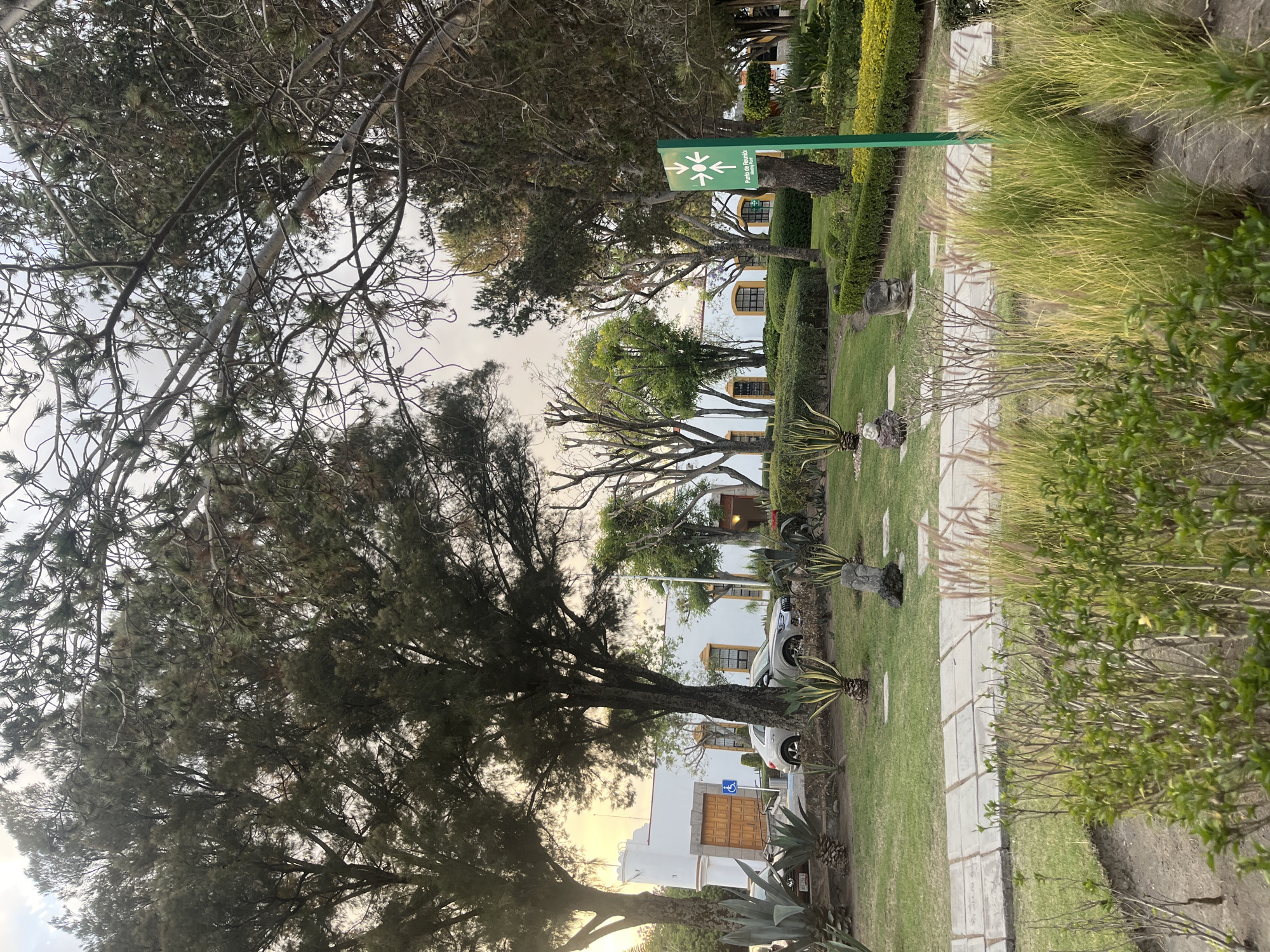 The image depicts a landscaped park or garden area in San Andrés Cholula, Mexico, illuminated by late afternoon or early evening light under an overcast sky.
In the background, a white colonial-style building with a prominent corner tower structure is visible on the left. It features a large double wooden door and small windows. A blue and white accessible parking sign is mounted on a pole near this entrance. To the right, further sections of white buildings with rectangular windows, some framed in yellow or light brown, are present. A light-colored SUV is parked in front of the building, partially obscured by foliage.
The mid-ground and foreground consist of meticulously maintained green lawns interspersed with various plant species. Large, mature trees with dark green foliage, some appearing coniferous, are scattered throughout, dominating the upper frame. Several deciduous trees with bare branches are also visible. Landscaped beds feature rows of trimmed hedges, numerous agave plants of varying sizes (some variegated with yellow stripes), and clusters of ornamental grasses with feathery plumes. A concrete pathway, composed of square pavers, traverses the mid-ground horizontally. Two carved stone heads or busts are placed on the grass near the pathway.
A prominent green sign stands upright in the mid-ground to the right, displaying a white "gathering point" symbol (four arrows pointing inward to a center) and text in Spanish and English reading "Punto de Reunión / Meeting Point." No individuals are visible in the scene.