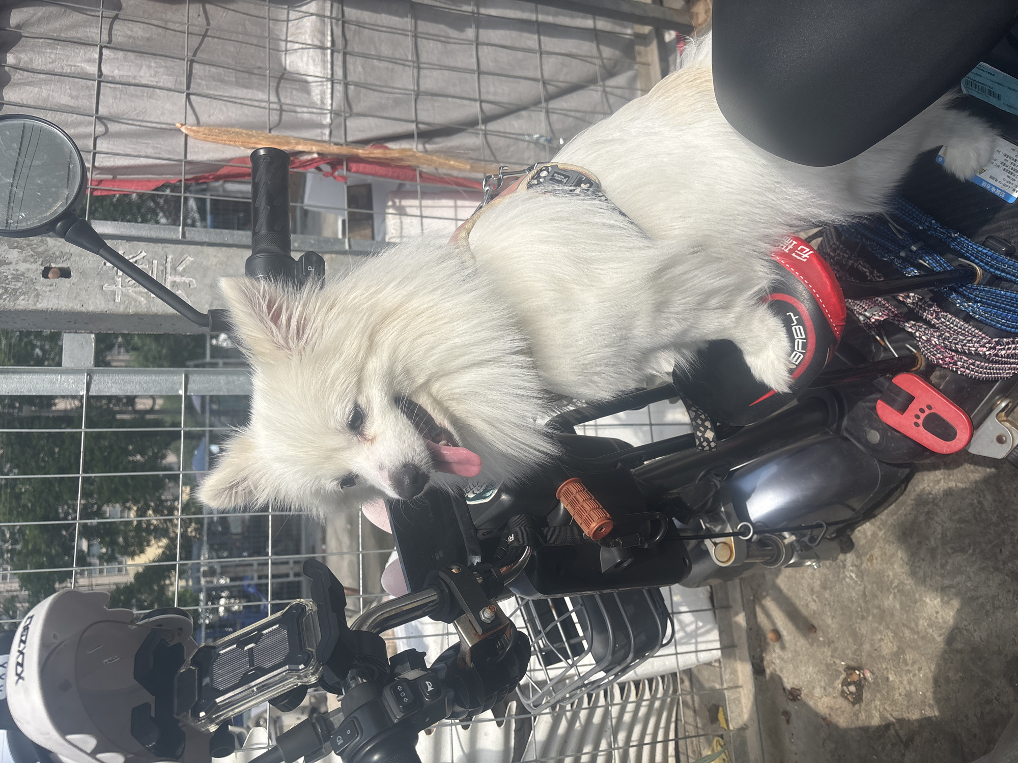 In Nanhai District, China, a small, fluffy white dog with tan markings on its face sits on the seat of a parked motorcycle. The dog is wearing a harness and appears to be looking to its left with its tongue slightly out. The motorcycle is black and has a silver basket attached to the front. A white helmet with a black logo is visible on the handlebars, along with a phone mount. The background shows a metal fence and some trees. The scene is outdoors on a sunny day, as indicated by the shadows.