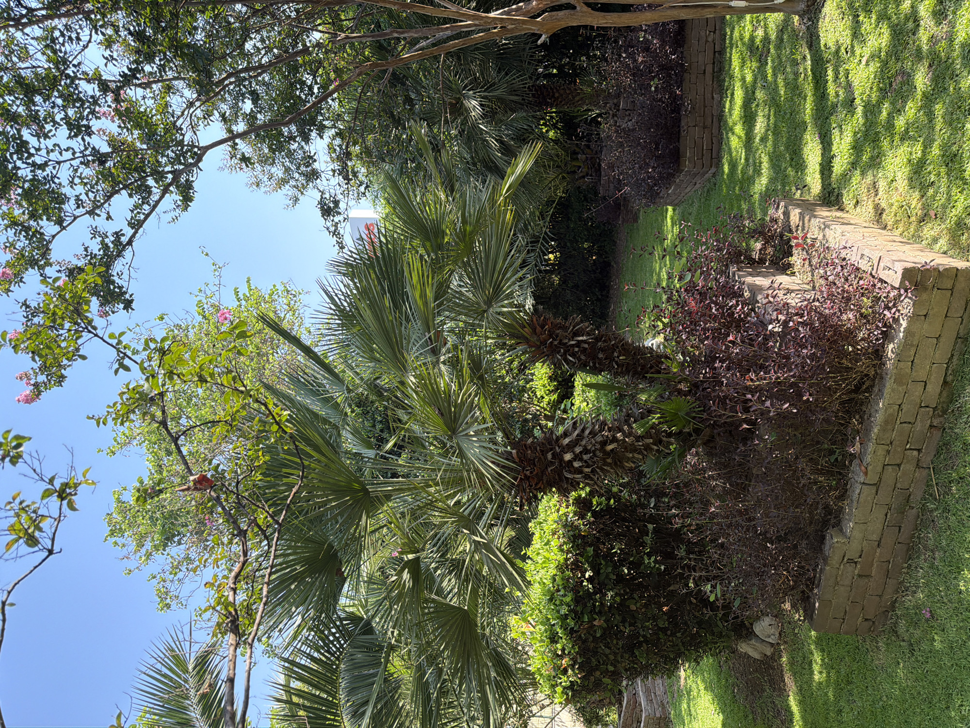 This image depicts an outdoor scene with lush greenery under a clear blue sky. In the foreground, a large palm tree with fanned fronds dominates the left side of the frame. To its right, a dense, dark green bush is visible, with a raised planter box filled with reddish-purple foliage in front of it. Another similar planter box with the same foliage is seen in the middle ground to the right, on a manicured green lawn. Several other palm trees and trees with green leaves are scattered throughout the background, with some delicate pink flowers visible on branches in the upper right portion of the image. The overall setting suggests a well-maintained garden or park. There are no people or animals present in the image. The scene is bright and well-lit, indicating daytime.