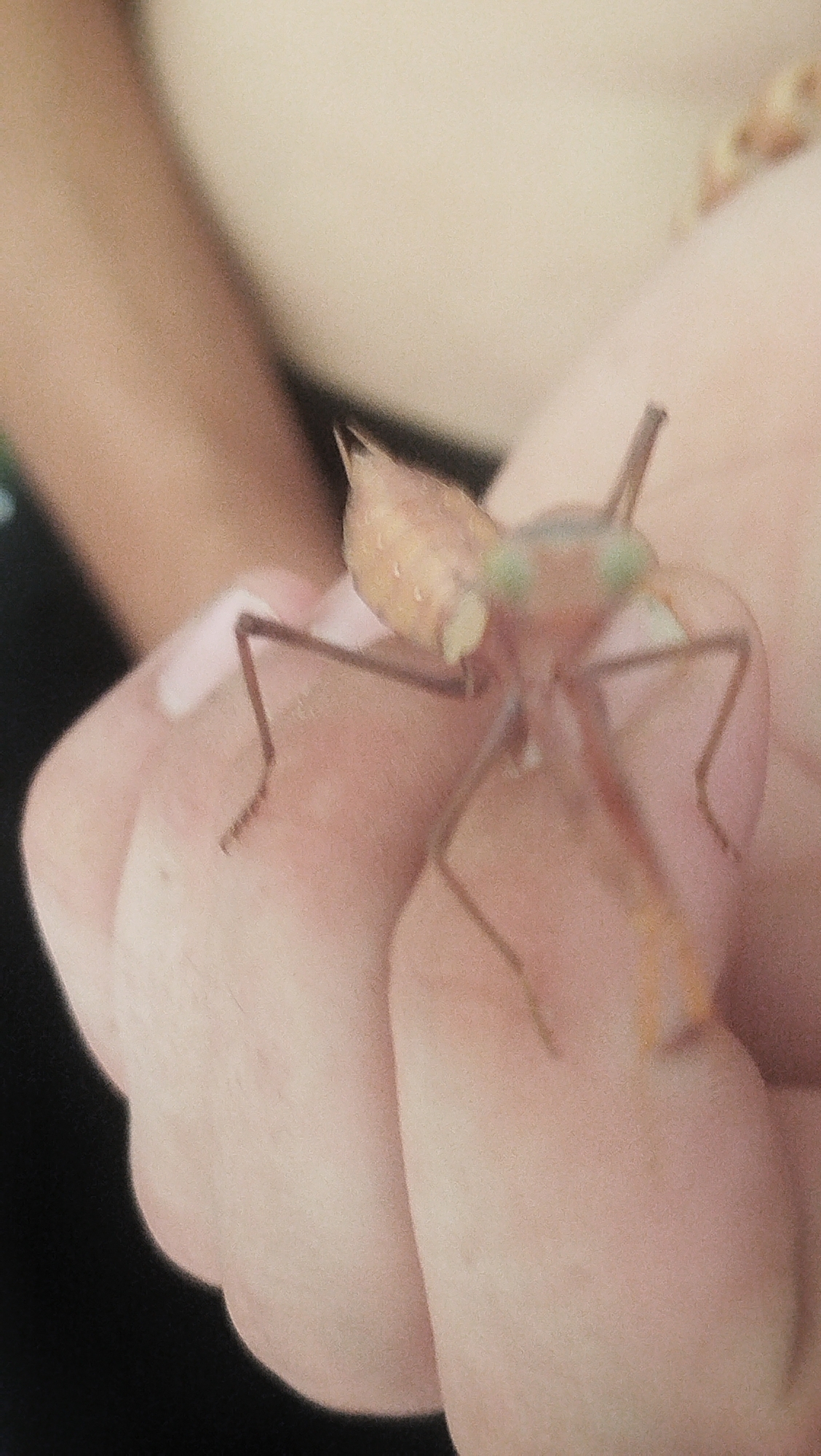 The image shows a close-up of a praying mantis resting on a person's hand. The mantis is light brown with some green markings on its head. Its legs are long and spindly, and its body is segmented. The person's hand is pale and appears to be cupped, supporting the insect. The background is blurred, but appears to be a light-colored garment or skin. The image does not contain any information about the location in Pivdennoukrainsk, Ukraine, or any specific environmental details of that city.