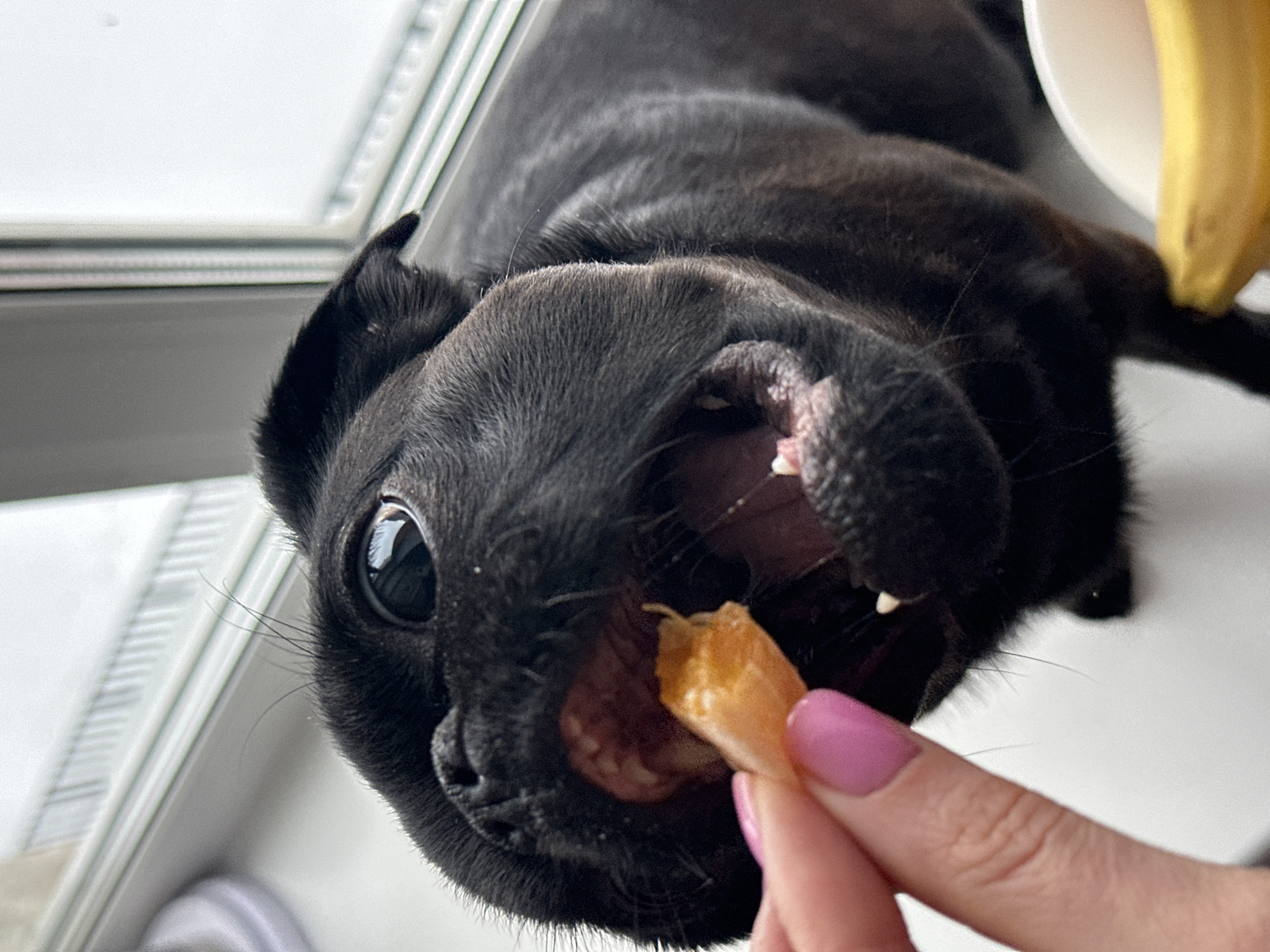 A black pug is in the foreground, being fed a piece of yellow fruit by a person with pink nail polish. The pug has its mouth open and is facing towards the viewer. A banana in a white bowl is visible at the top-right of the image. A window is visible at the left of the image. The location of the photo is unknown.