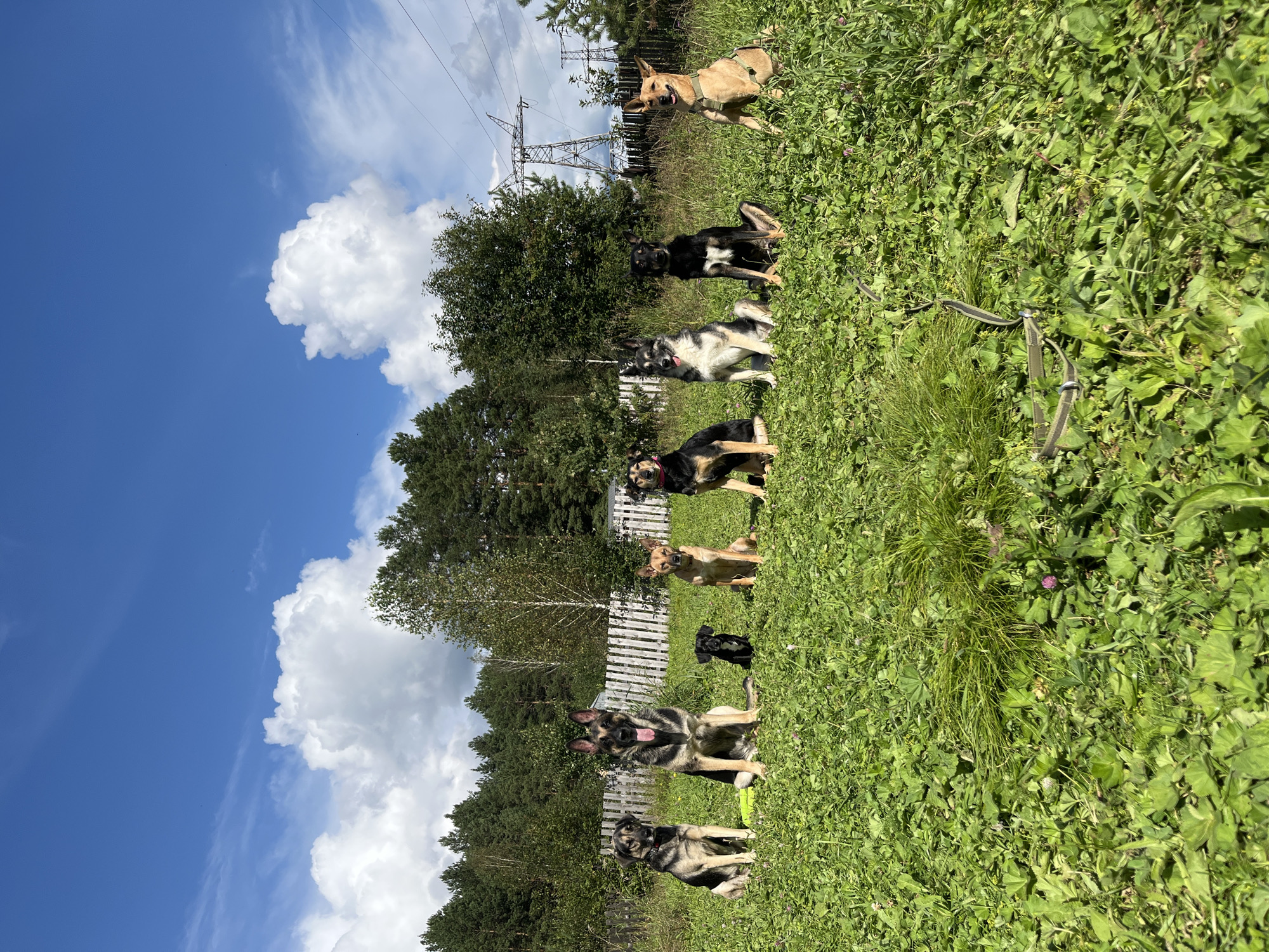 A group of eight dogs are sitting on a lush green grassy field on a sunny day. The dogs are of various breeds and sizes, and they are all looking towards the camera. In the background, there is a white picket fence, a line of trees, and power lines. The sky is blue with some fluffy white clouds. The overall scene suggests a pleasant outdoor setting, possibly a park or a rural area outside the city.