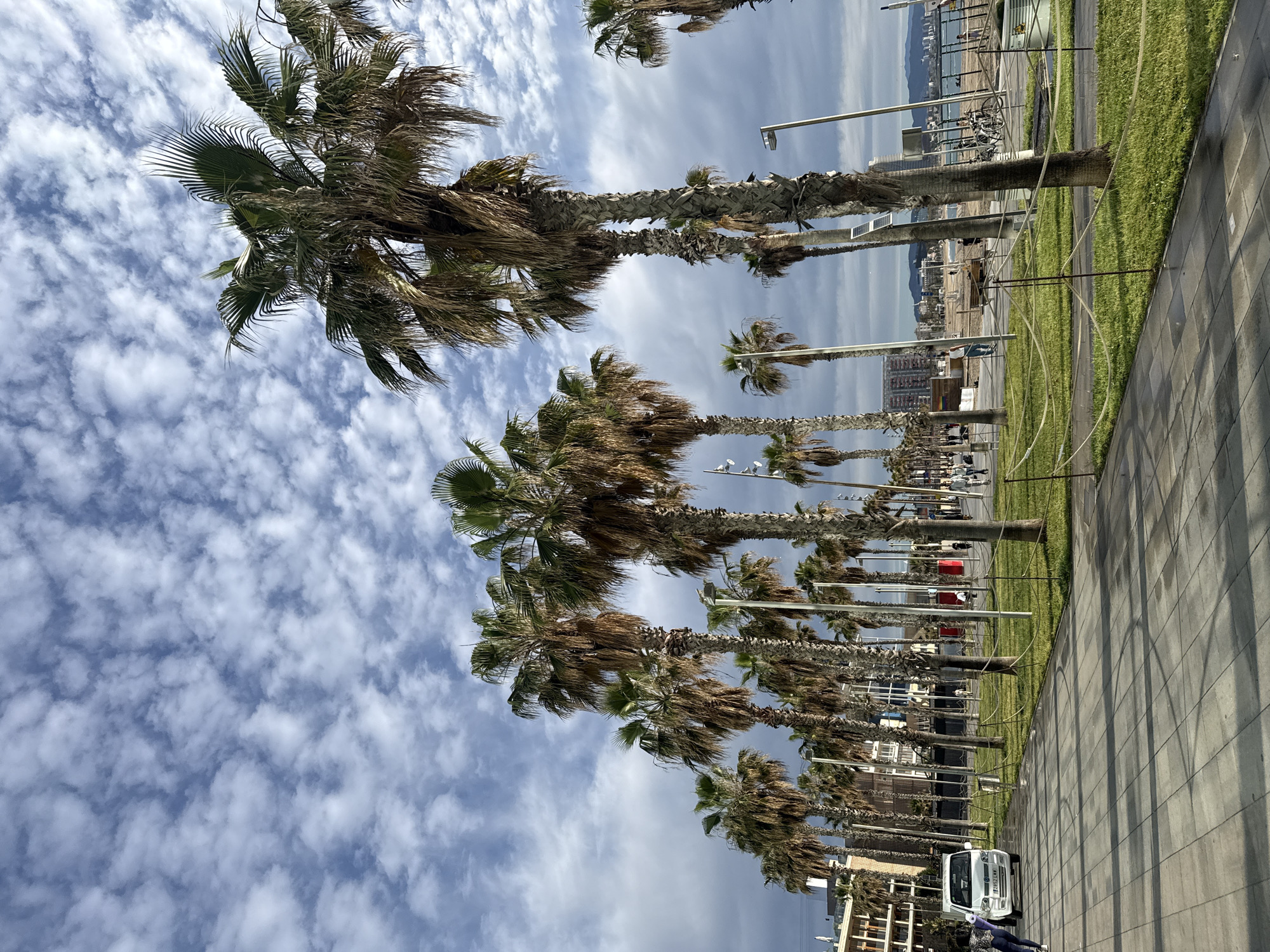 The image depicts a row of palm trees lining a paved walkway next to a grassy strip, likely near a beach in Barcelona, Spain. The sky is filled with wispy clouds. The trees are mostly dry, and there are street lights placed intermittently along the path. A few people and a white vehicle are visible at the end of the palm-tree row. In the background, a beachfront area with buildings can be seen.