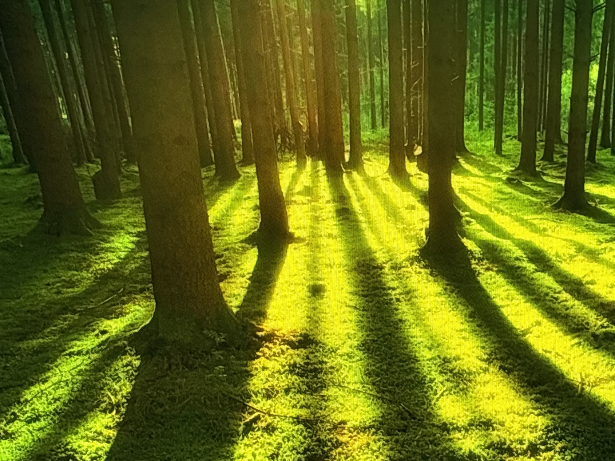 The image depicts a sun-dappled forest floor, characterized by tall, slender trees with dark bark. The ground is covered in vibrant green moss, illuminated by shafts of golden sunlight that cast long, dramatic shadows across the landscape. The lighting suggests a low sun angle, possibly during sunrise or sunset. The environment appears natural and undisturbed, with no signs of human presence or urban structures. The scene is evocative of a peaceful, natural setting, such as could be found in a park or protected forest area within or on the outskirts of Sofia, Bulgaria, like the Vitosha Mountain National Park.