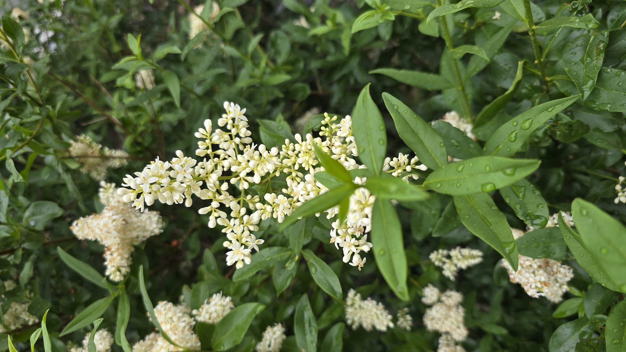 The image presents a close-up, top-down view of a flowering shrub, likely a privet (Ligustrum sp.), featuring numerous small, creamy-white blossoms and vibrant green leaves. The focal point is a large cluster of these delicate flowers, arranged in an elongated panicle, situated prominently in the center and extending towards the right. Many individual flowers are fully open, while others remain as unopened buds, contributing to the dense, textural appearance of the cluster.
Surrounding the flowers are numerous rich green leaves, which are ovate to elliptical in shape with smooth edges. A significant detail is the presence of glistening water droplets on many of these leaves, particularly visible on the prominent leaves in the mid-ground and foreground. This suggests that the plant has recently experienced rain or heavy dew, lending a fresh and vibrant quality to the foliage.
The background is softly blurred into a verdant tapestry of more green leaves and branches, some of which also bear out-of-focus clusters of white flowers, indicating the extent of the blooming shrub. The overall impression is one of natural beauty and freshness, typical of a garden or outdoor setting in daytime. No human activity or visible text is present in the image. The lush greenery and flowering plant are consistent with flora found in temperate regions like Kyiv, Ukraine.