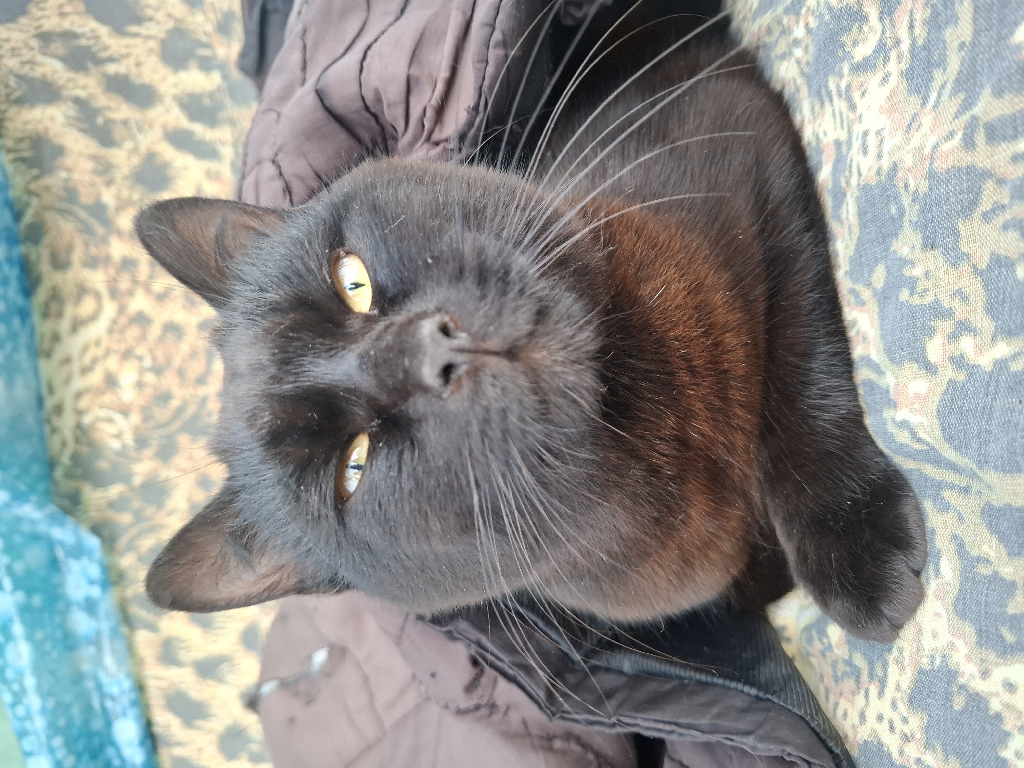 A black cat with amber eyes is the primary subject of the image. It is lying down, with its head oriented towards the top left of the frame. The cat's whiskers are white and extend outwards from its face. The fur around its neck and chest has a slight reddish-brown tint. The cat is lying on a surface with a patterned fabric, appearing to be a mix of earth tones and blue. A brown quilted jacket or blanket is bunched around the cat, particularly near its head.
The provided information about the location being in Khlevnoye, Russia, is not visually discernible from the image alone.