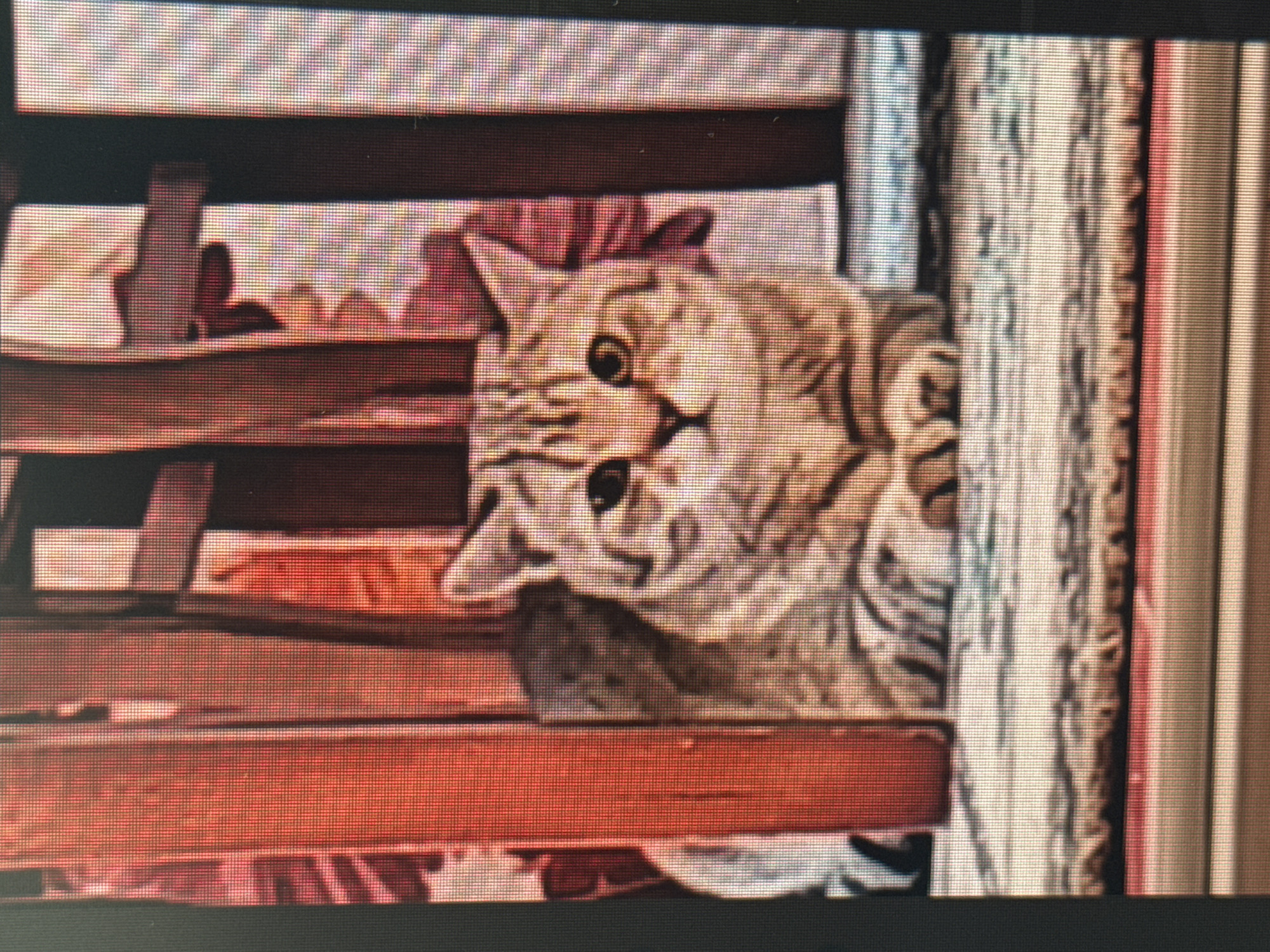 A close-up, medium shot captures a light brown tabby cat with distinct stripes sitting on a patterned rug. The cat is positioned between two vertical red objects, which appear to be wooden planks or bars, possibly part of a piece of furniture or a fence. The cat's paws are neatly tucked beneath its chest, and its eyes are open, looking directly at the camera. The background consists of a blurred pattern of red and white fabric, possibly curtains or upholstery. The lighting is soft, highlighting the cat's fur and facial features. The image quality is somewhat pixelated, suggesting it was taken with a digital camera or smartphone. No information about the location in Tashkent, Uzbekistan, can be inferred from the image.