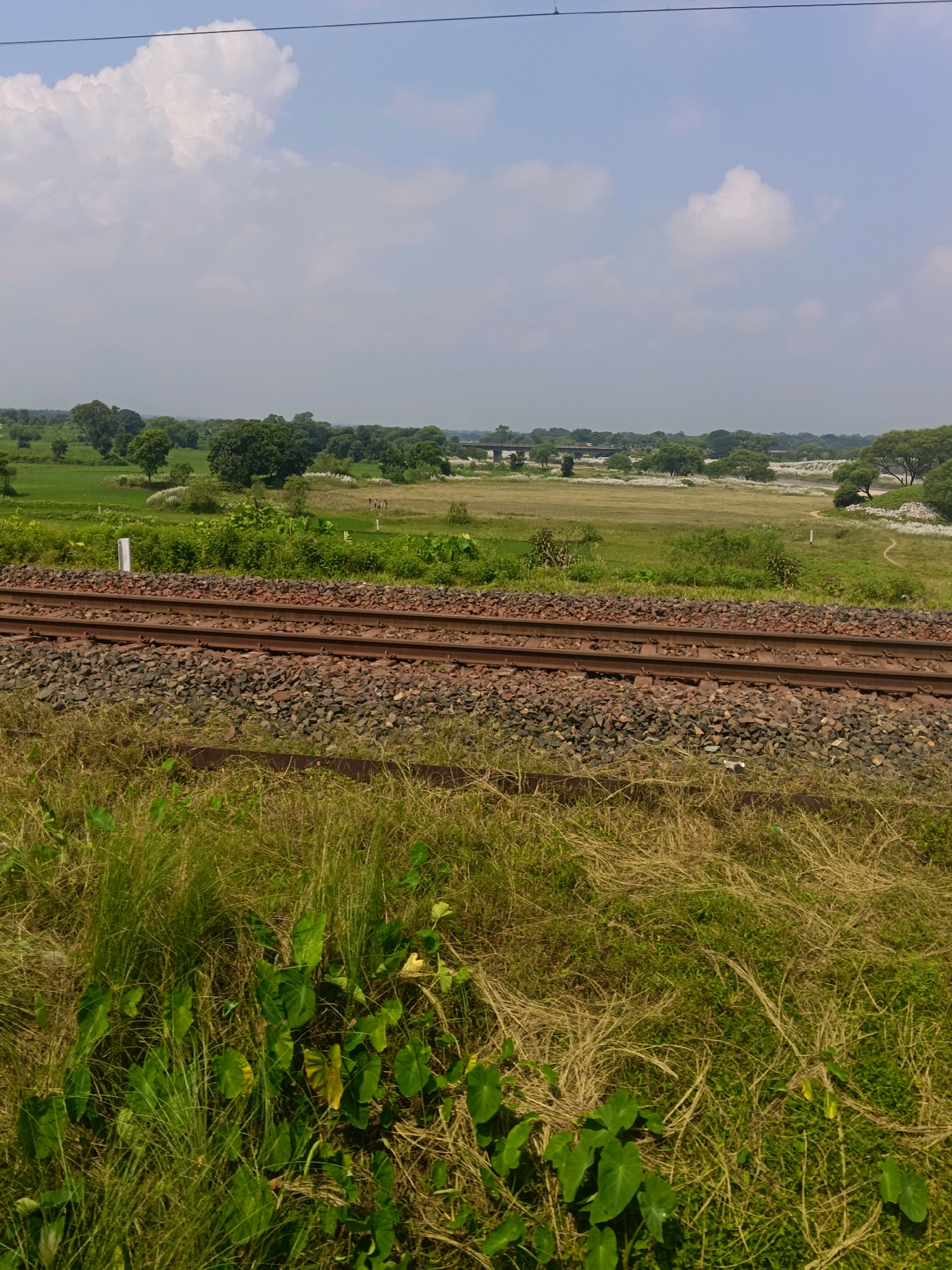 This is a medium-shot, eye-level, outdoor, full-frame photograph of a railway track running horizontally across the lower half of the frame. The tracks are made of brown metal rails laid on a bed of dark gray ballast. In the foreground, to the left, lush green vegetation with large, heart-shaped leaves grows densely, interspersed with dry, straw-like grass.
Beyond the railway tracks, a wide expanse of green fields stretches into the distance, dotted with scattered trees. The fields appear to be agricultural land, possibly with crops. Further in the background, a river or body of water is visible, with a bridge crossing it. The landscape is predominantly green, with the exception of the sky, which is a pale blue with scattered white clouds. A thin black wire runs diagonally across the top of the frame, possibly a utility line.
The scene is likely located in Uchali, India, given the context of the prompt. The environment appears to be rural, characterized by open fields, vegetation, and a railway line. There are no people clearly visible in the immediate foreground or on the tracks, though a few small figures are faintly discernible in the far distance in the fields. The overall impression is of a serene, natural landscape with man-made infrastructure integrated into it.
