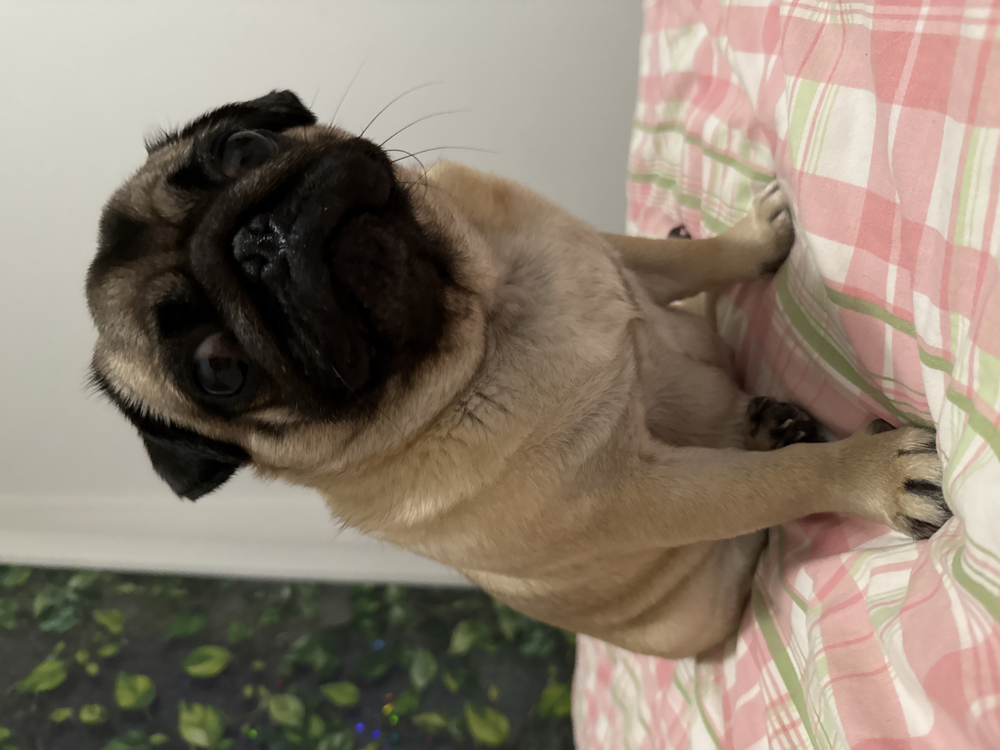 A tan pug with a black face sits on a pink and green checkered bedspread. The pug is facing the camera, with its head tilted slightly. Its eyes are wide and dark, and its nose is wrinkled. In the background, a window with a leafy pattern is visible. The room appears to be a bedroom.