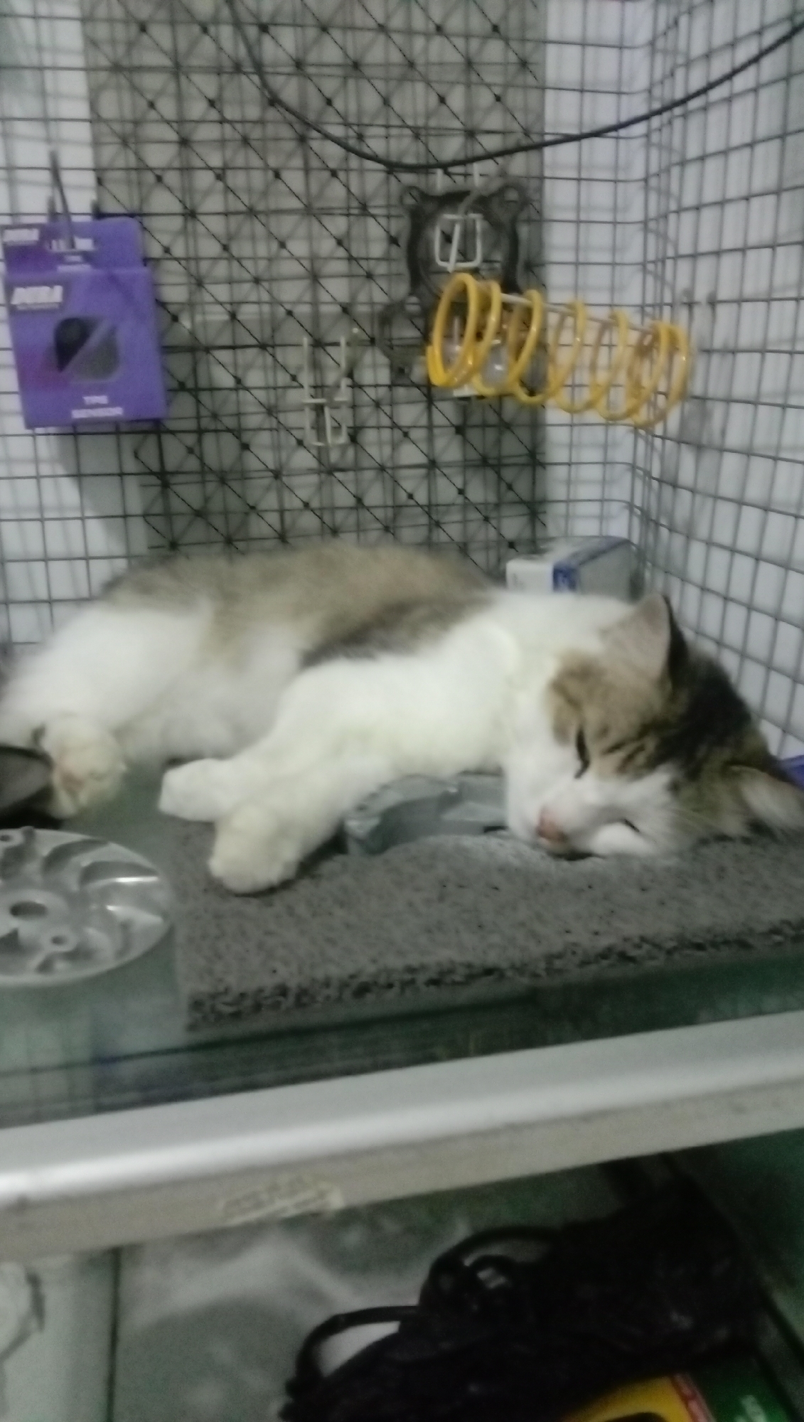 A long-haired, mixed-breed cat with white and brown fur is sleeping soundly in a cage. The cat is lying on its side on a gray mat. Its eyes are closed, and its head is resting on its paws. The cage is made of metal bars and has a wire mesh backing. On the back wall of the cage, there is a purple box with some writing on it, and a yellow coiled spring is attached to the bars. The cage appears to be indoors, possibly in a room or on a balcony, with a glass surface visible below the cage. In the background, there are some blurry objects, including what looks like wires and other household items. The overall impression is one of a peaceful scene of a domestic animal at rest in its enclosure. The image is likely from Karangmangu, Indonesia, given the context provided.
