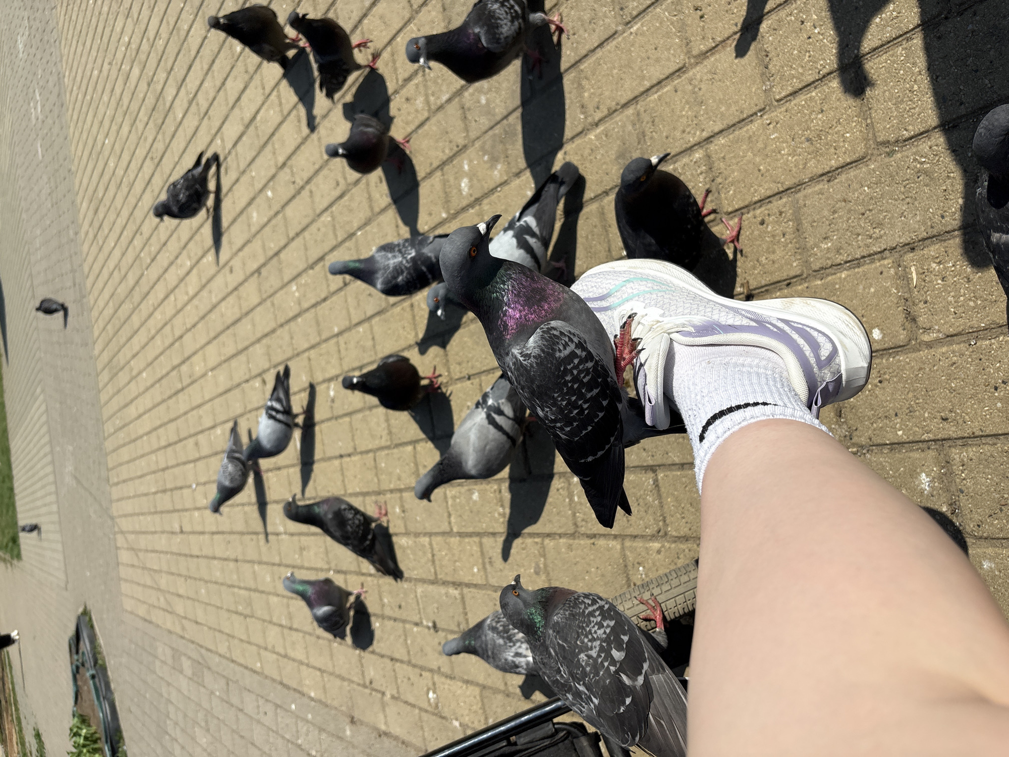 The scene shows a person's leg and foot, wearing a white sock and a white and lavender sneaker, extended over a brick-paved area surrounded by pigeons. The pigeons are various shades of gray and black. One pigeon is perched on the sneaker, and several others are nearby, looking at the person's foot. The location appears to be outdoors in the city of Chaikovsky, Russia, judging by the prompt. The angle of the shot is downward, suggesting the photo was taken from a higher vantage point. The background is a continuation of the brick pavement. The sun is shining, casting shadows of the pigeons. There are no other visible people.