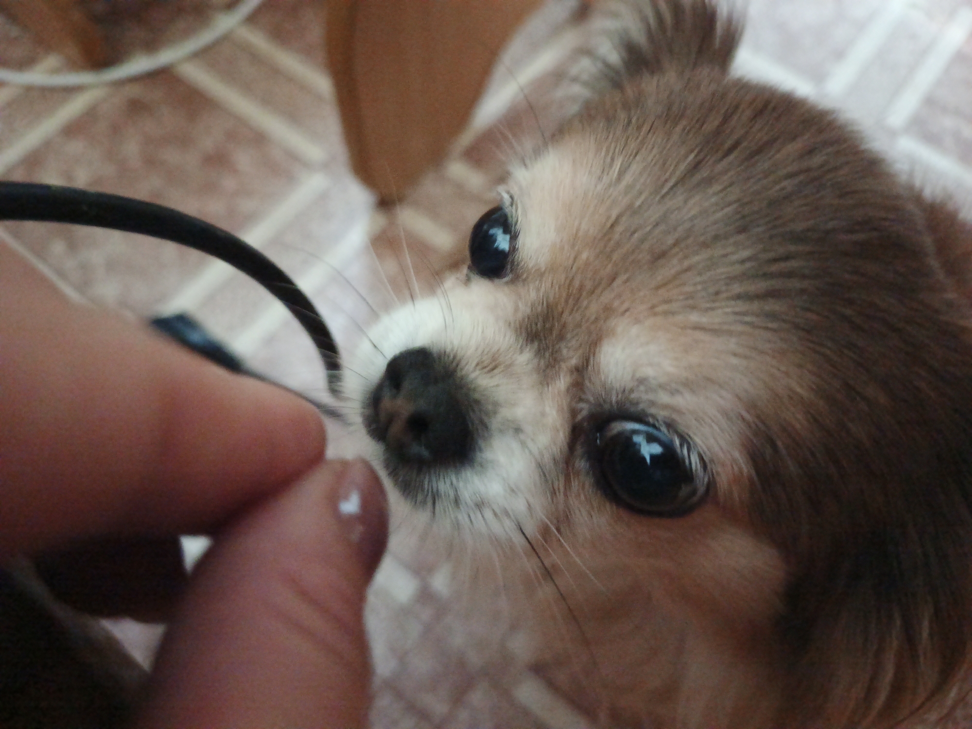 A close-up shot captures a small, tan and white dog with large, dark eyes and a wet nose. The dog is looking upwards and to the left. A human hand, with a small white mark on the thumb, is holding what appears to be a black framed object, possibly glasses, near the dog's face. The background consists of a textured surface, resembling tiled flooring, in shades of tan and white. The image appears to be taken indoors in Medvedyovka, Russia.