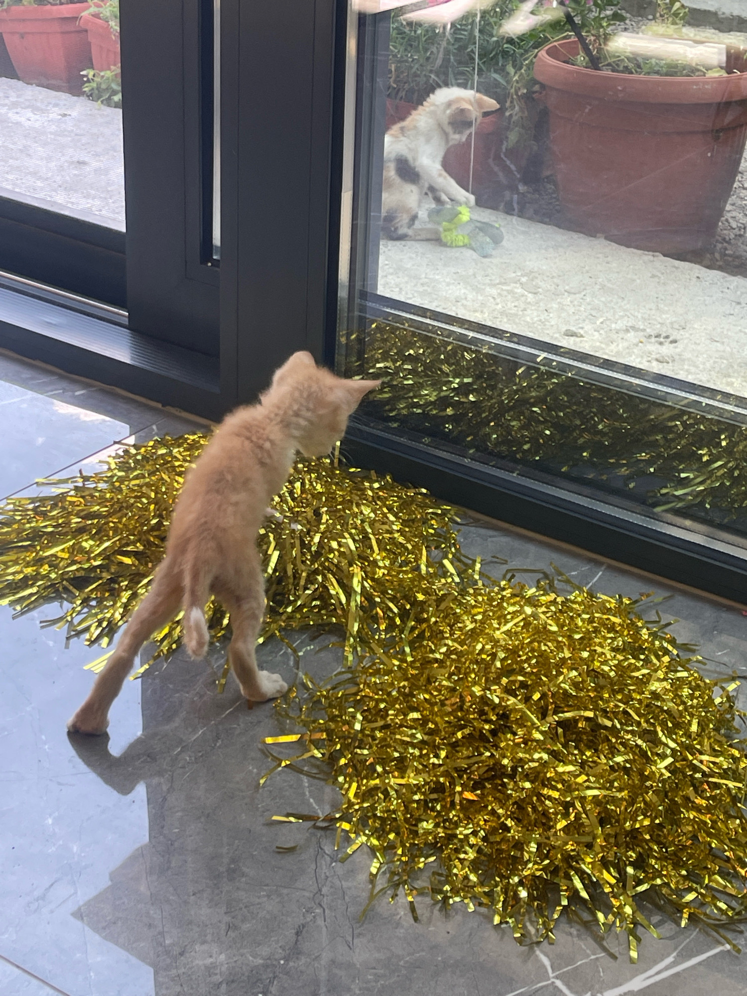 An orange tabby kitten stands on a tiled floor, facing a sliding glass door. Behind the glass, a calico kitten is visible playing with a green toy. Both kittens are in a yard with potted plants. The foreground is decorated with piles of gold tinsel. The scene appears to be a residential outdoor area in Karlovo, Bulgaria.