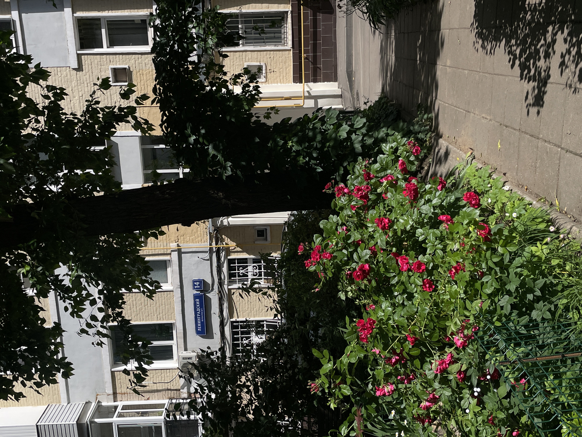 This image depicts a sunlit courtyard in Moscow, Russia, featuring a brick apartment building and a walkway lined with blooming red roses. The building, with its yellow brick facade and white window frames, has a sign that reads "ЛЕНИНГРАДСКИЙ ПРОСПЕКТ 14" (Leningradsky Prospekt 14), indicating its location. A mature tree with dark green foliage stands prominently in the foreground, casting shadows across the paved walkway. The walkway is made of square concrete tiles and is bordered by a low curb and a lush bed of rose bushes, interspersed with smaller green plants and some white flowers. A green metal fence is visible in the lower left portion of the image. The overall scene is serene and captures a pleasant urban garden setting.