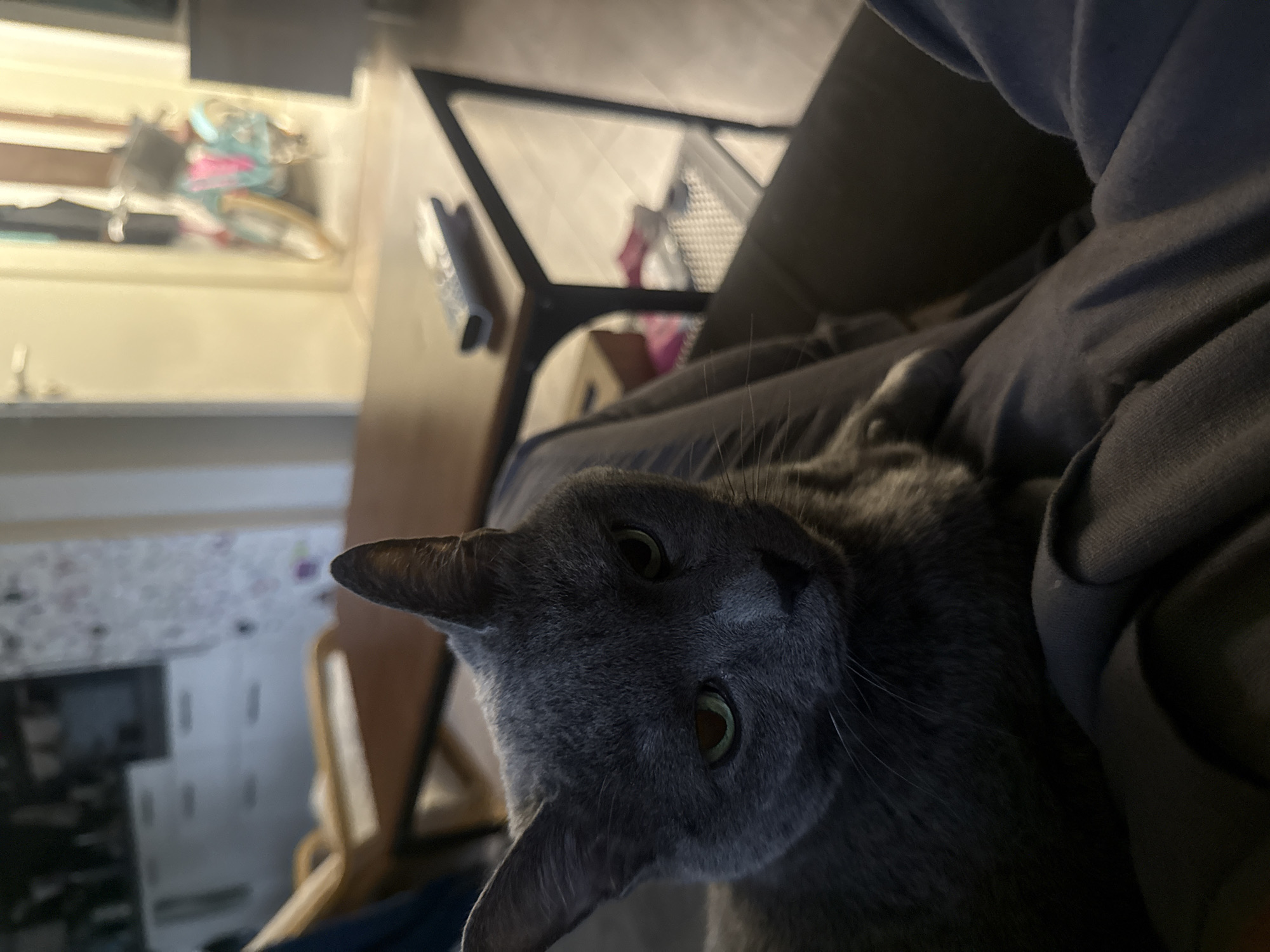 A gray cat is lying on a person's lap. The cat is facing the camera, its head tilted slightly. The person's clothing is a dark gray or blue color. In the background, there is a table with a black metal frame. Further in the background, there is a kitchen area with cabinets and a counter. There is no evidence indicating the location is Sofia, Bulgaria.