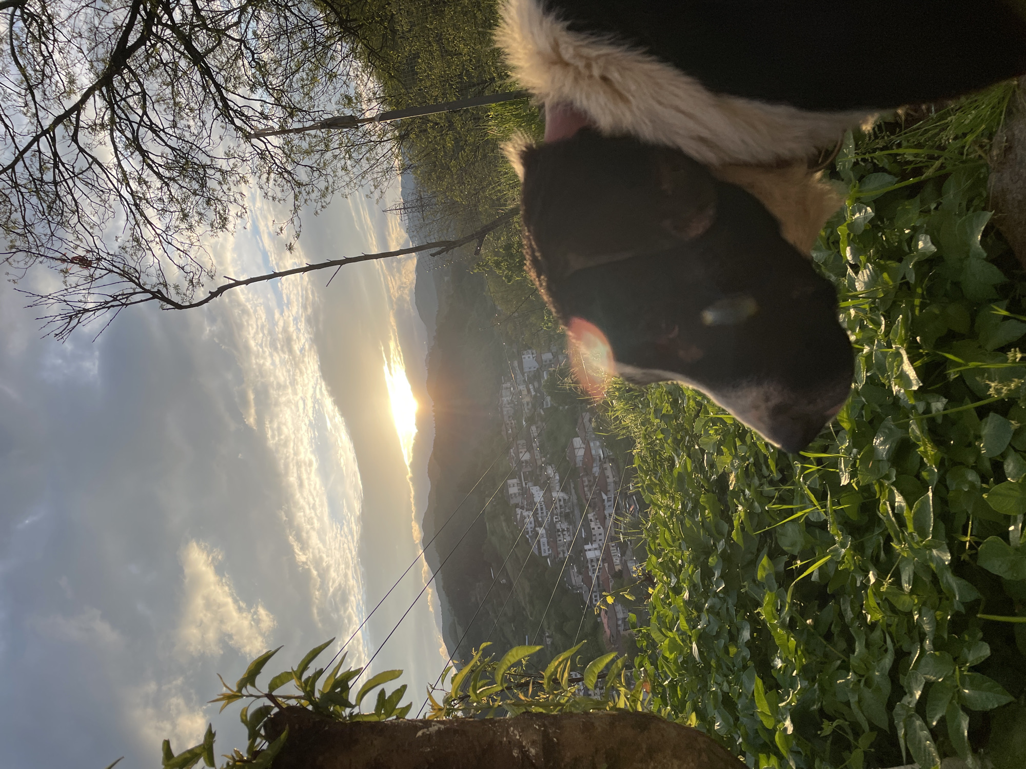 The image depicts a landscape at sunset, possibly in or near Zlatograd, Bulgaria, given the mountainous backdrop and clustered houses reminiscent of Bulgarian architecture. A dog with black and white fur is positioned prominently in the foreground, partially obscuring the view. Lush green vegetation fills the lower right quadrant of the image, suggesting a garden or hillside. In the middle ground, a town or village is nestled into the valley, with rows of houses and buildings visible. Power lines stretch across the scene, intersecting the landscape. The sky is filled with clouds, and the sun is setting behind the mountains, casting a warm glow. Bare tree branches are visible in the upper left corner of the image.