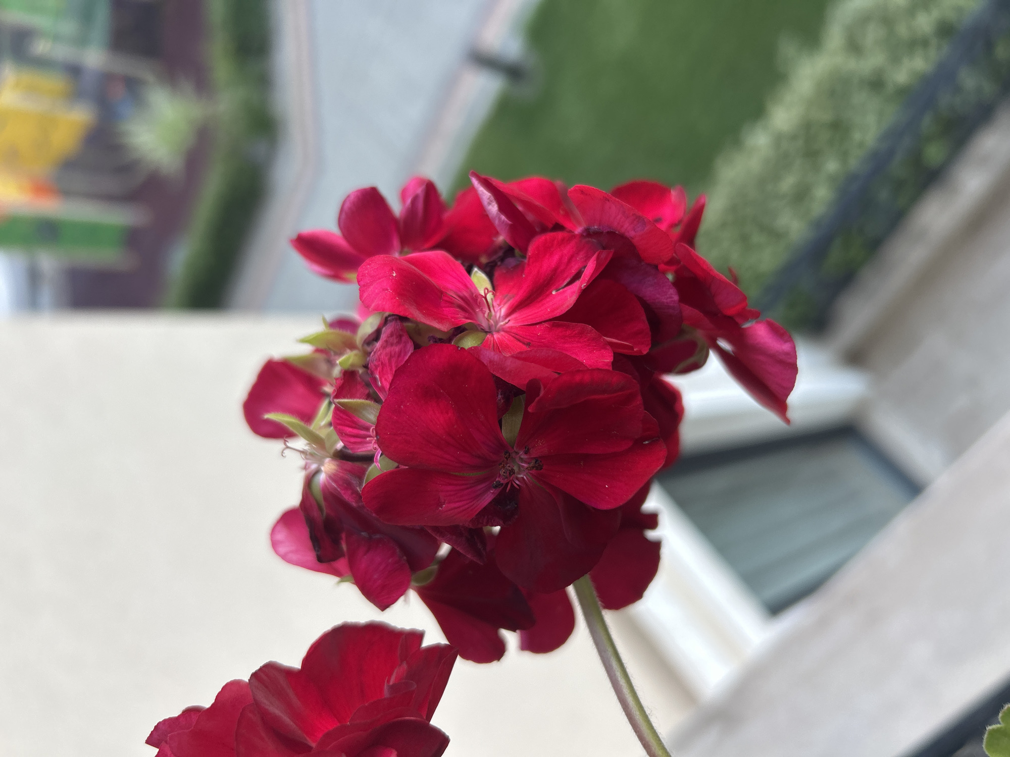 A close-up shot features a cluster of deep red geranium flowers in sharp focus, their velvety petals slightly unfurling. The background is softly blurred, revealing a hint of a building with a light-colored facade on the left and a vibrant outdoor area with playground equipment and green lawn on the right. The overall scene suggests a residential balcony or window in Plovdiv, Bulgaria, offering a glimpse of urban greenery and recreational spaces.