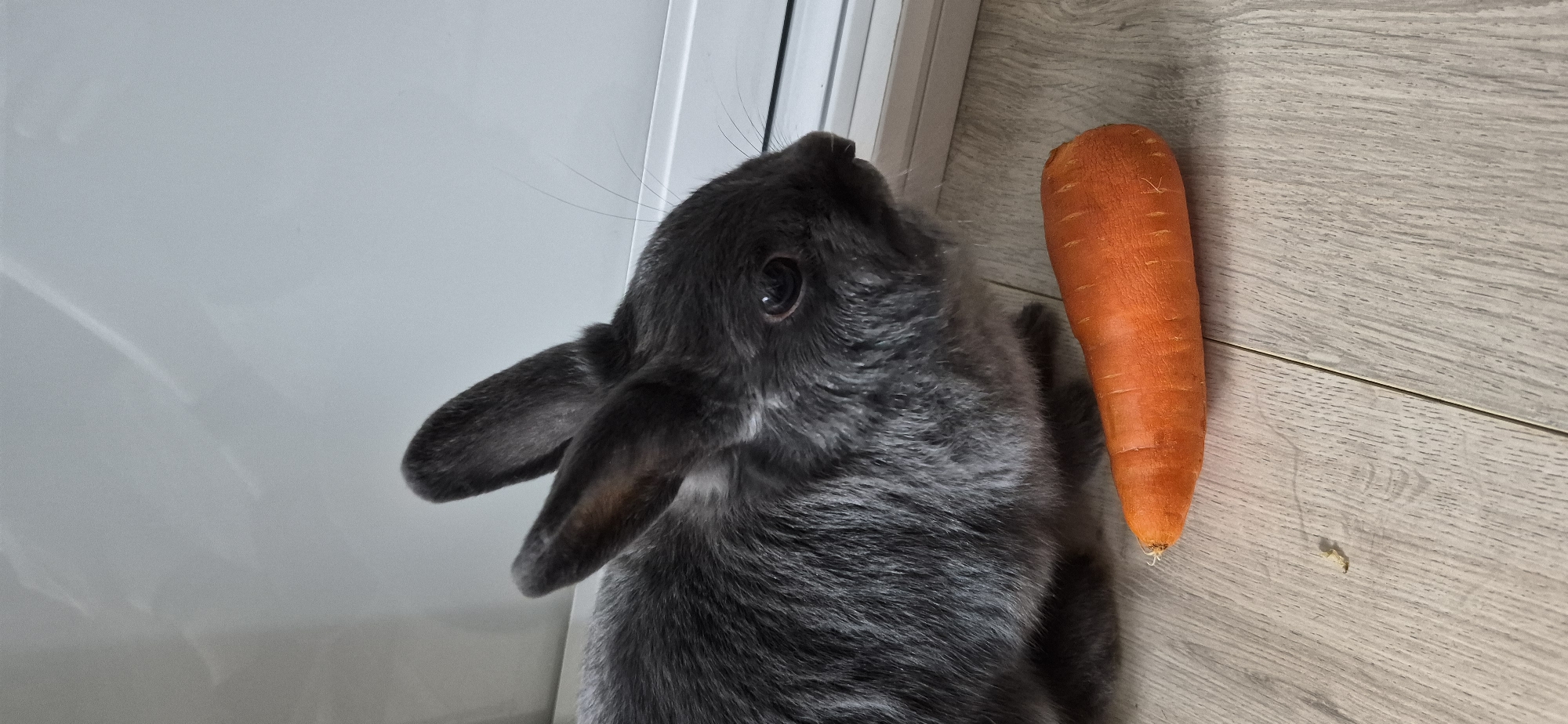 A close-up, eye-level shot shows a small, grey rabbit sitting on a light-colored wooden floor next to a whole, orange carrot. The rabbit's ears are perked up, and its dark eye is focused to the right, toward the carrot. The carrot is positioned horizontally on the floor, with its leafy end pointing towards the left. The background is a plain white wall, possibly a window frame, with soft lighting creating a gentle reflection. The scene appears to be indoors, likely in a residential setting. The image does not provide any information to determine its location in the city of Ussurijsk, Russia.