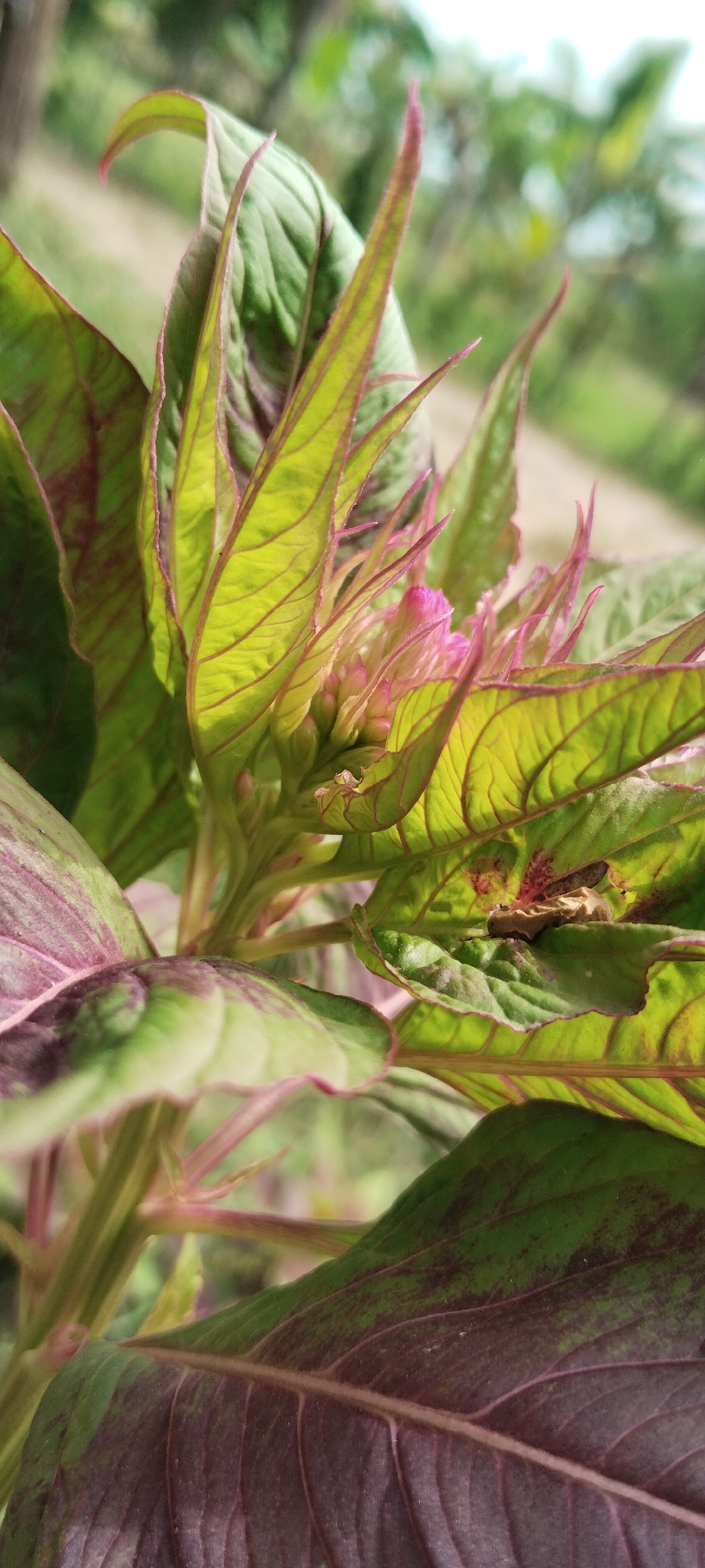 A close-up, vertical, outdoor, eye-level, full shot captures a cluster of vibrant, veined green leaves with touches of crimson and a hint of pink flower buds in the center. The leaves are positioned against a blurred background of soft green foliage and a light-colored path, suggesting a natural outdoor setting, possibly within a garden in Meunasahmee, Indonesia. The lighting is bright, casting shadows that highlight the texture and structure of the leaves. There are no people or discernible actions taking place in the scene, which focuses solely on the botanical subject.