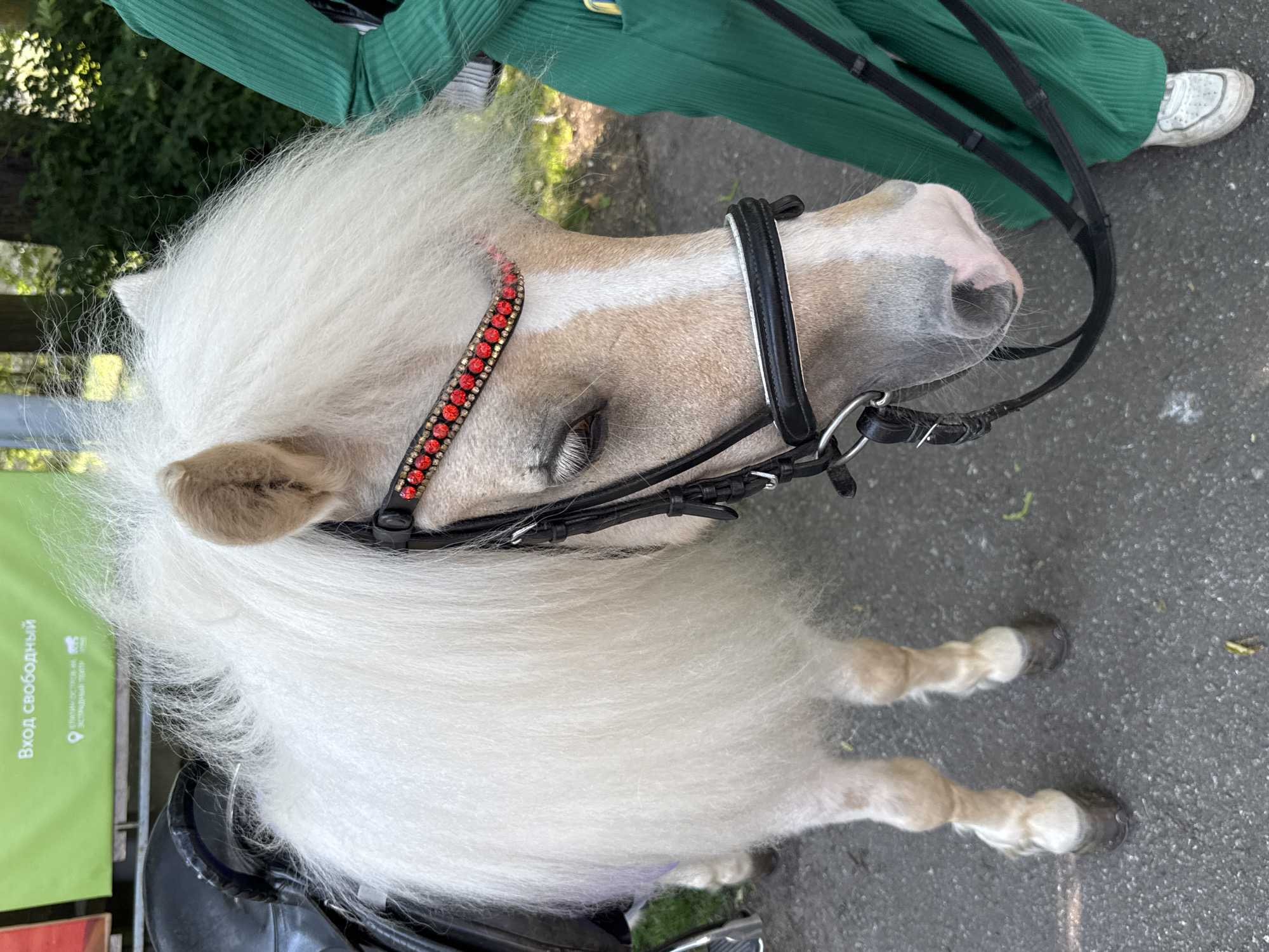 An albino pony with a white mane and tail, wearing a black bridle with red jeweled detailing, stands on a paved surface. The pony has a saddle on its back. A person wearing a bright green corduroy outfit and white sneakers stands to the right of the pony, holding the reins. In the background, a green banner with white text, which appears to be in Russian and reads "Вход свободный" (Free admission), is visible, along with trees and foliage. The setting is outdoors, likely a park or event space within Saint Petersburg, Russia, suggested by the Russian text on the banner.