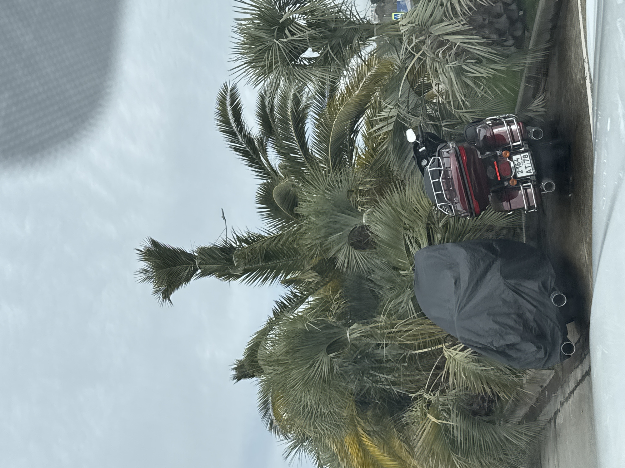 A maroon motorcycle with panniers and the license plate "2164 AT 78" is parked next to a palm tree in what appears to be a street. A dark, possibly black, cover is draped over a second motorcycle. The location is Sirius, Russia. The sky is overcast.