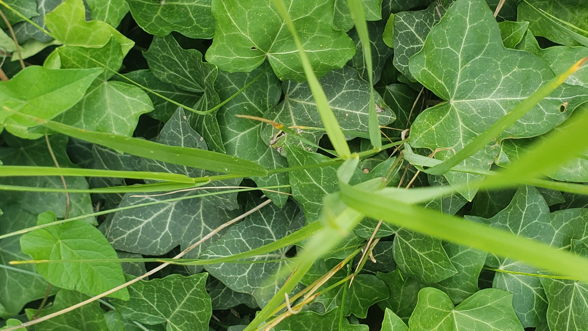 The image depicts a close-up view of dense, green foliage, primarily composed of ivy leaves and blades of grass. The ivy leaves are heart-shaped with prominent light green veins, and some show signs of age with slight discoloration or minor damage. Several blades of grass, some appearing thin and wispy, are interspersed throughout the ivy. The lighting suggests an outdoor environment, possibly in a shaded area given the even illumination across the leaves. The texture of the leaves is clearly visible, with a slightly glossy surface on the ivy. The background is filled with more layers of this green vegetation, creating a somewhat uniform texture. There is no evidence of human presence, man-made structures, or specific landmarks that would indicate a precise location within Prešov, Slovakia. The scene is a naturalistic snapshot of ground-level plant life.