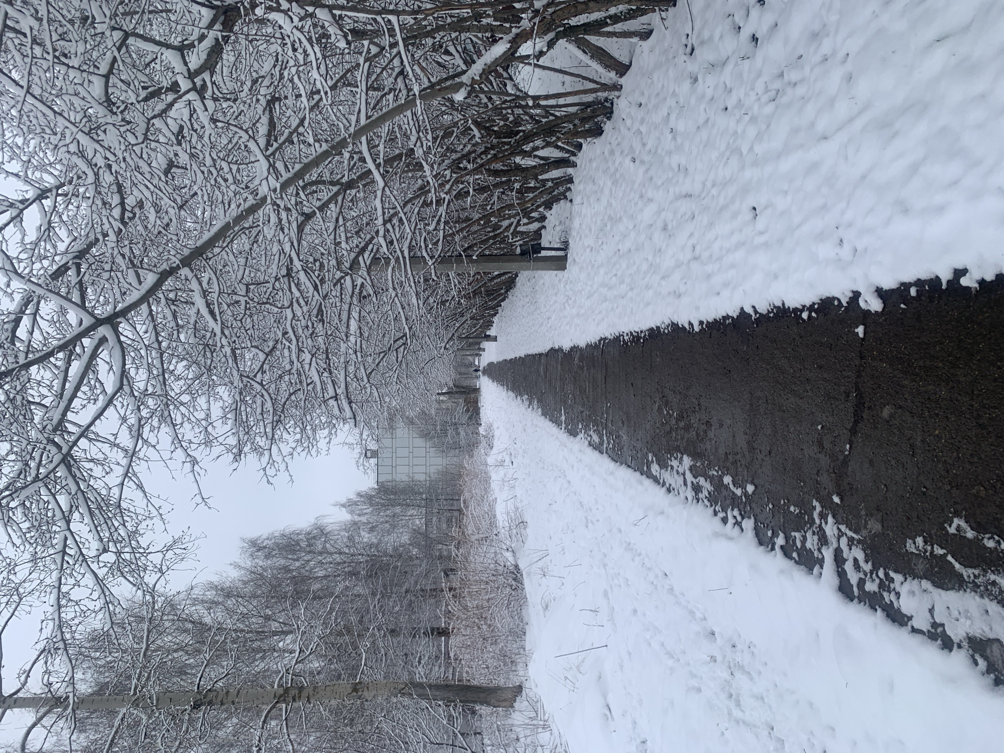 The image depicts a winter scene in what appears to be a pedestrian pathway in Chaikovsky, Russia. A narrow asphalt path stretches into the distance, flanked on both sides by snow-covered ground. Bare trees, heavily laden with snow, line the pathway, forming a dense canopy overhead. In the background, a tall, multi-story building is visible through the trees. The sky is overcast, suggesting a recent or ongoing snowfall. No people or animals are visible.