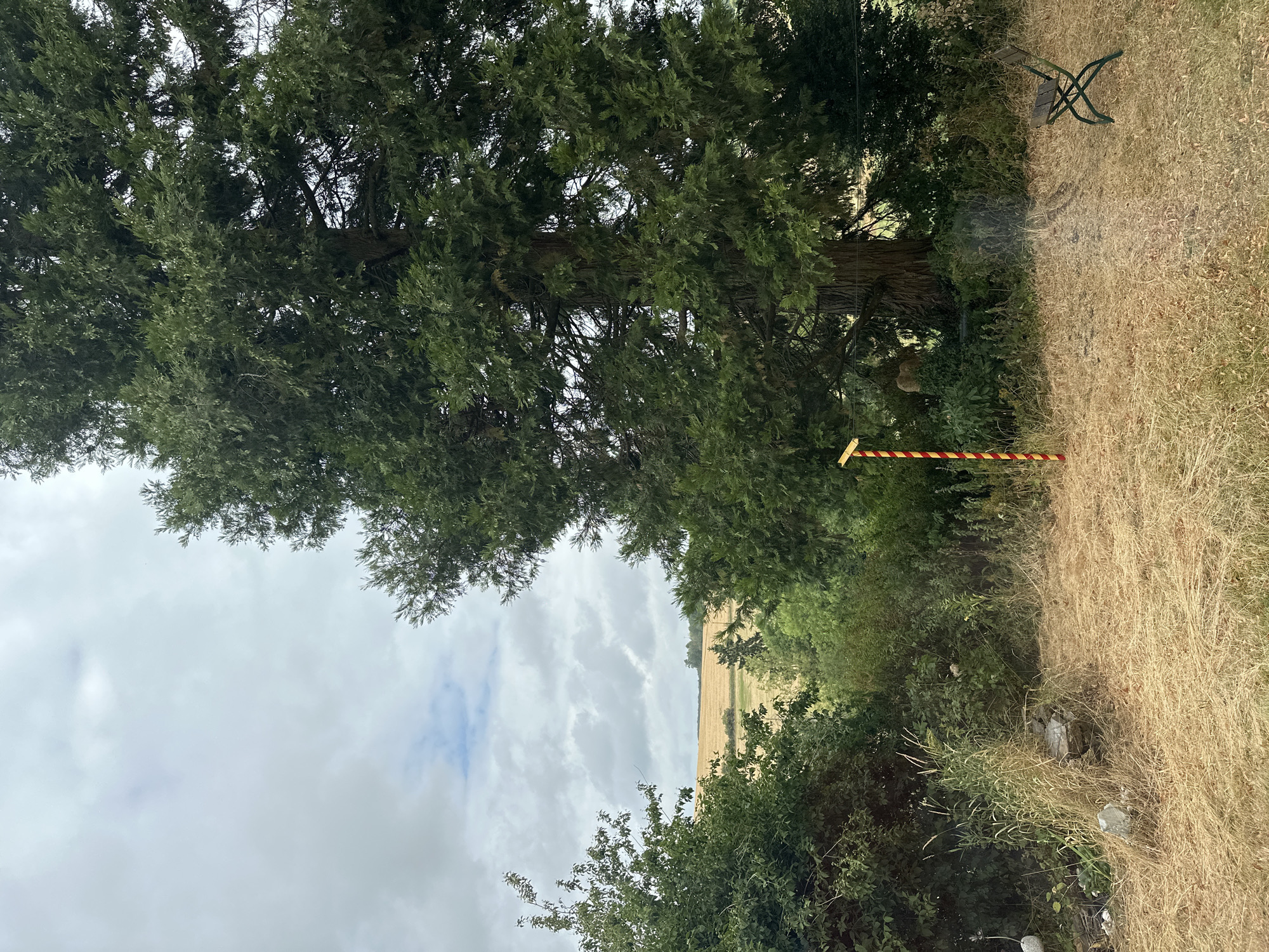 The image depicts an outdoor scene with a large evergreen tree dominating the right side. In the foreground, dry, light-brown grass covers the ground. A small, foldable green chair with a wooden seat is positioned on the right side of the frame. To the left, a red and yellow striped pole with a yellow marker at the top stands upright in the grass. Behind the pole, dense green foliage and vegetation are visible. In the midground, a vast field of golden crops stretches towards the horizon under a cloudy sky. The background features a line of trees and hills. The location is Ammeldingen bei Neuerburg, Germany. There are no people visible in the image.